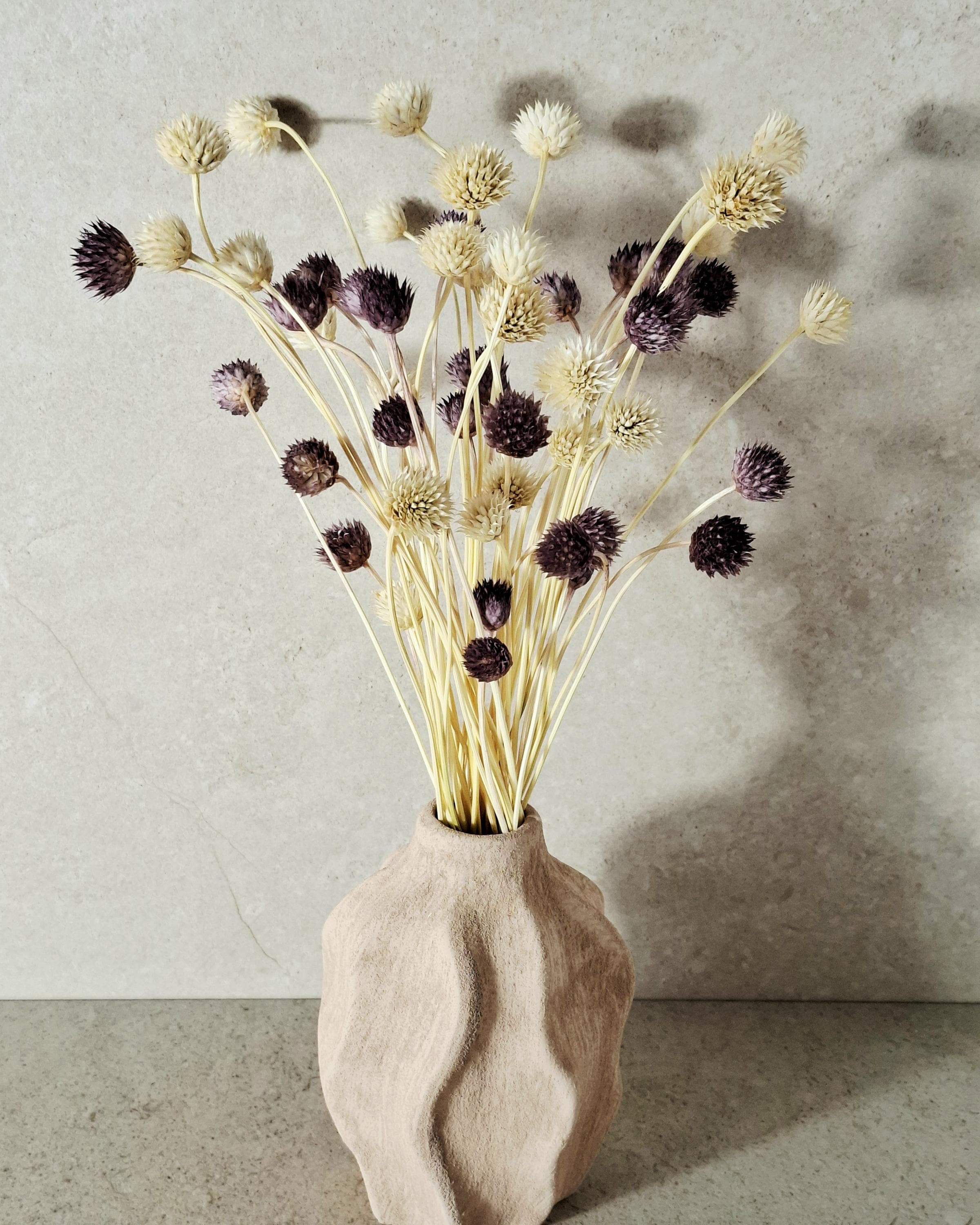 Purple Cream Dried Cephalaria Stems, Natural Two Tone Flowers, Neutral Floral Decor, Rustic Bouquet Fillers, Preserved Flowers