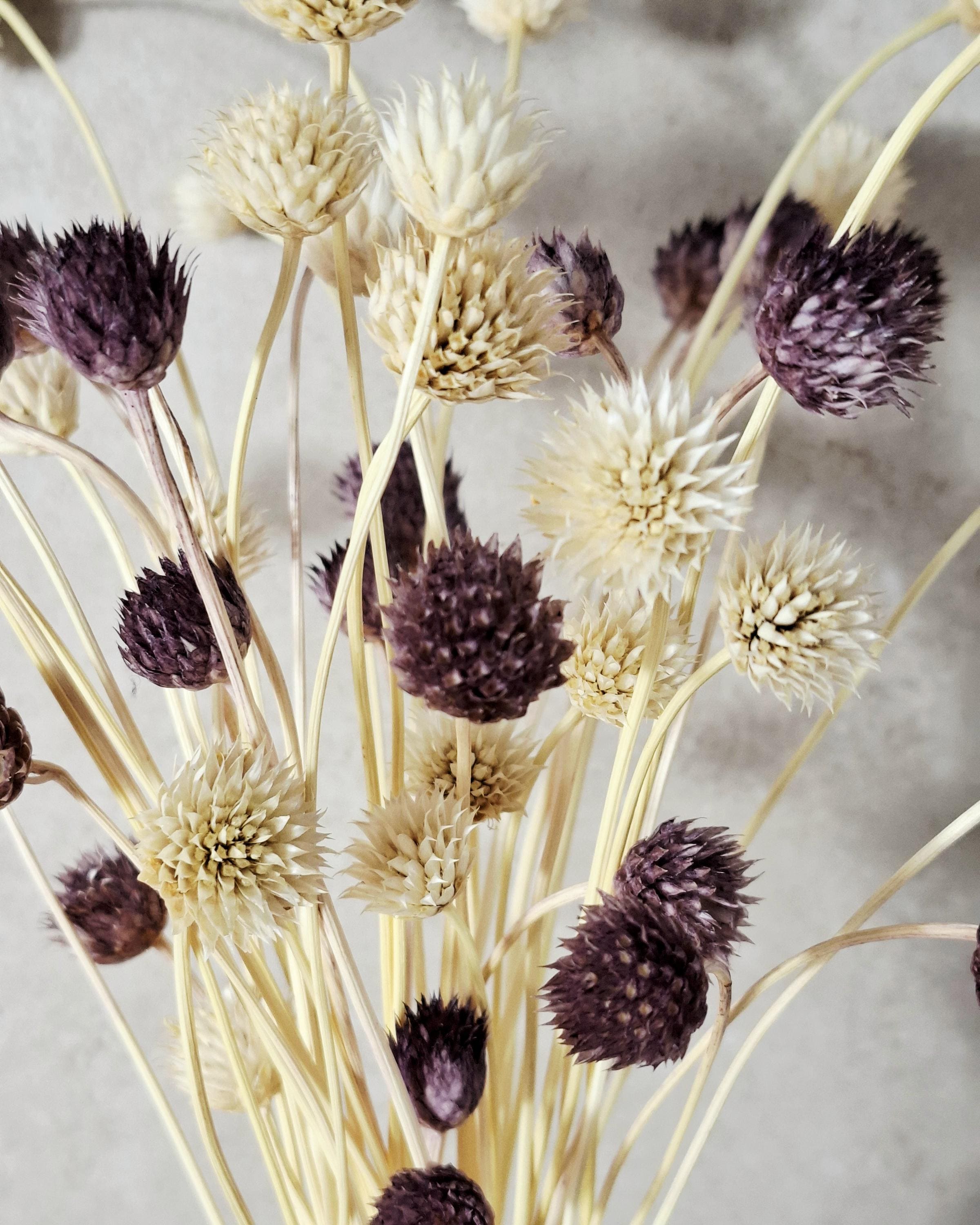 Purple Cream Dried Cephalaria Stems, Natural Two Tone Flowers, Neutral Floral Decor, Rustic Bouquet Fillers, Preserved Flowers