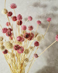 Pink Cream Dried Cephalaria Stems, Soft Blush Preserved Flowers, Romantic Floral Decor, Wedding Bouquet Fillers, Natural Dried Flowers