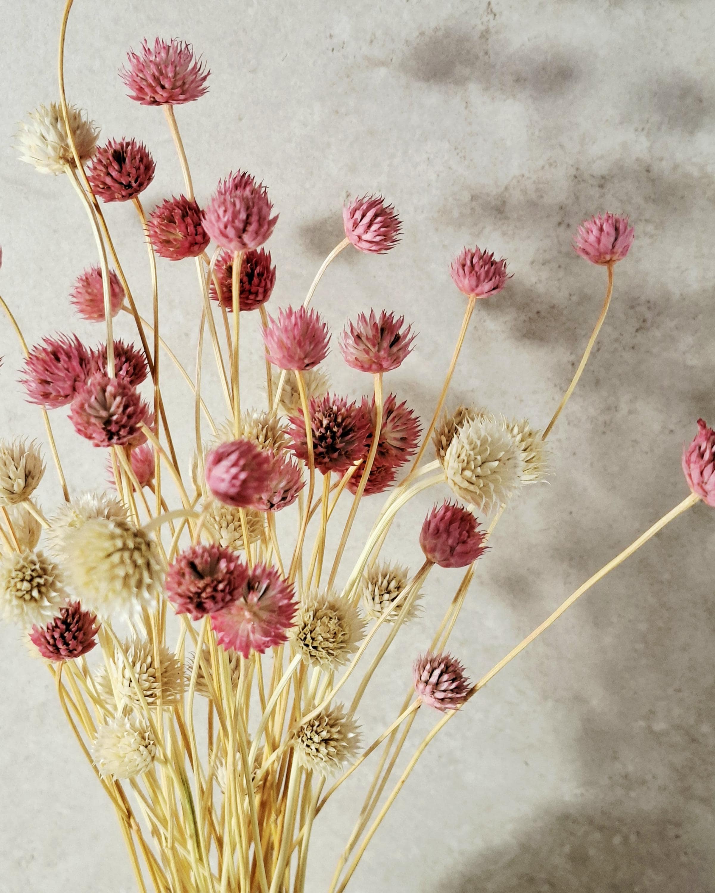 Pink Cream Dried Cephalaria Stems, Soft Blush Preserved Flowers, Romantic Floral Decor, Wedding Bouquet Fillers, Natural Dried Flowers