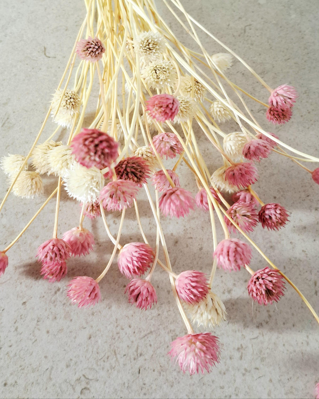 Pink Cream Dried Cephalaria Stems, Soft Blush Preserved Flowers, Romantic Floral Decor, Wedding Bouquet Fillers, Natural Dried Flowers