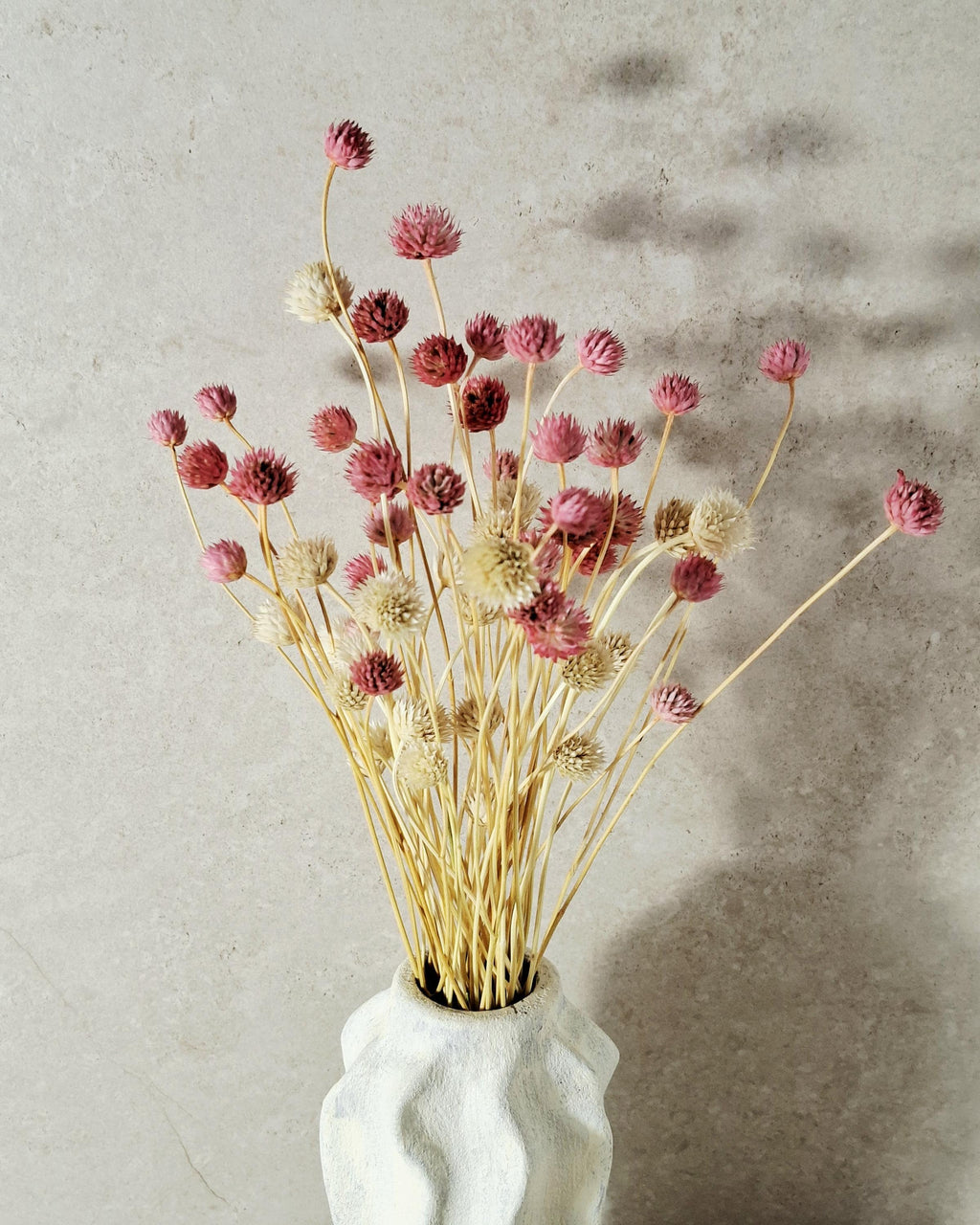 Pink Cream Dried Cephalaria Stems, Soft Blush Preserved Flowers, Romantic Floral Decor, Wedding Bouquet Fillers, Natural Dried Flowers