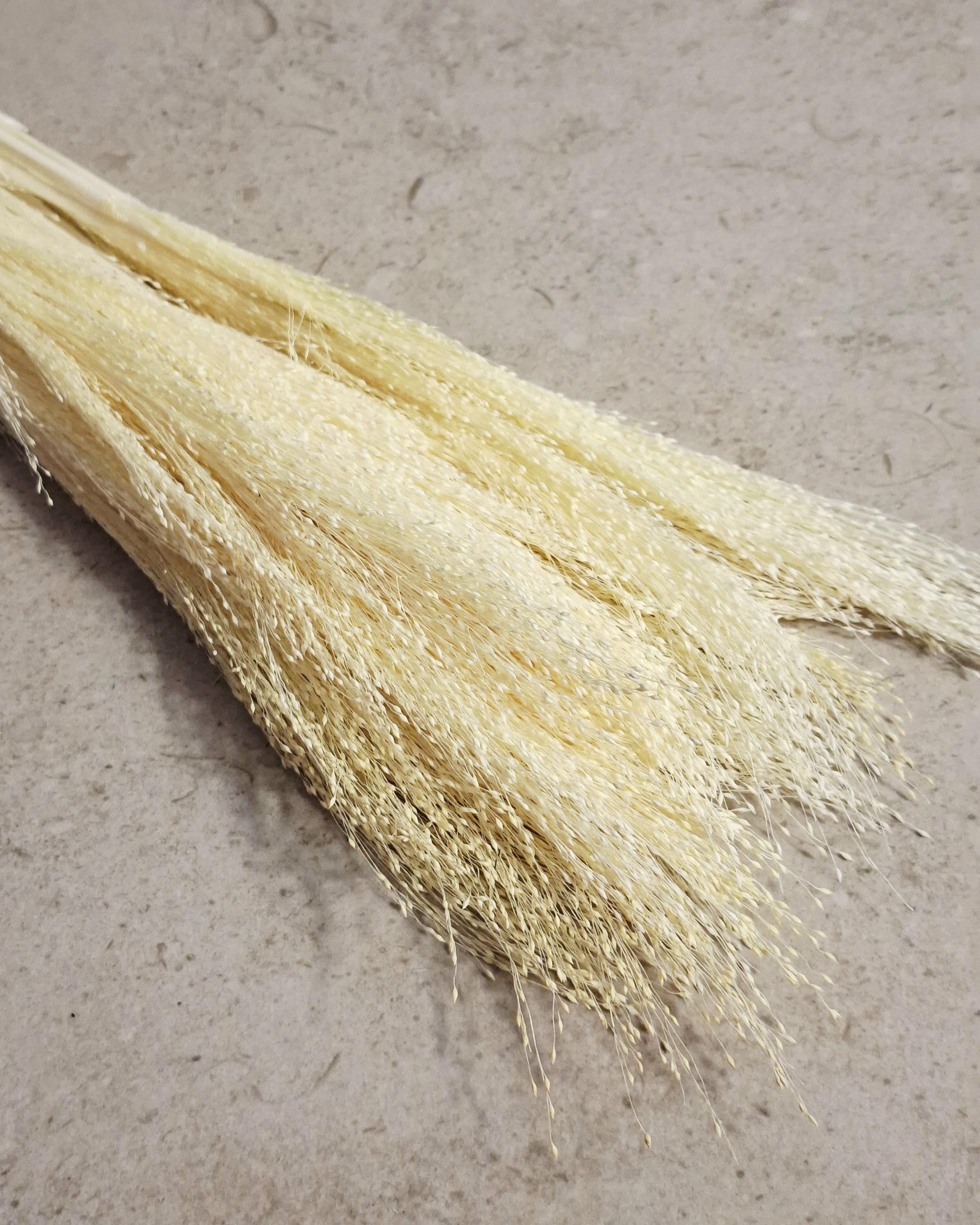 Bleached Panicum Stems, Dried Flowers for Crafts, Mini Bouquet Making, White Panicum, Dried Floral Supply, DIY Projects