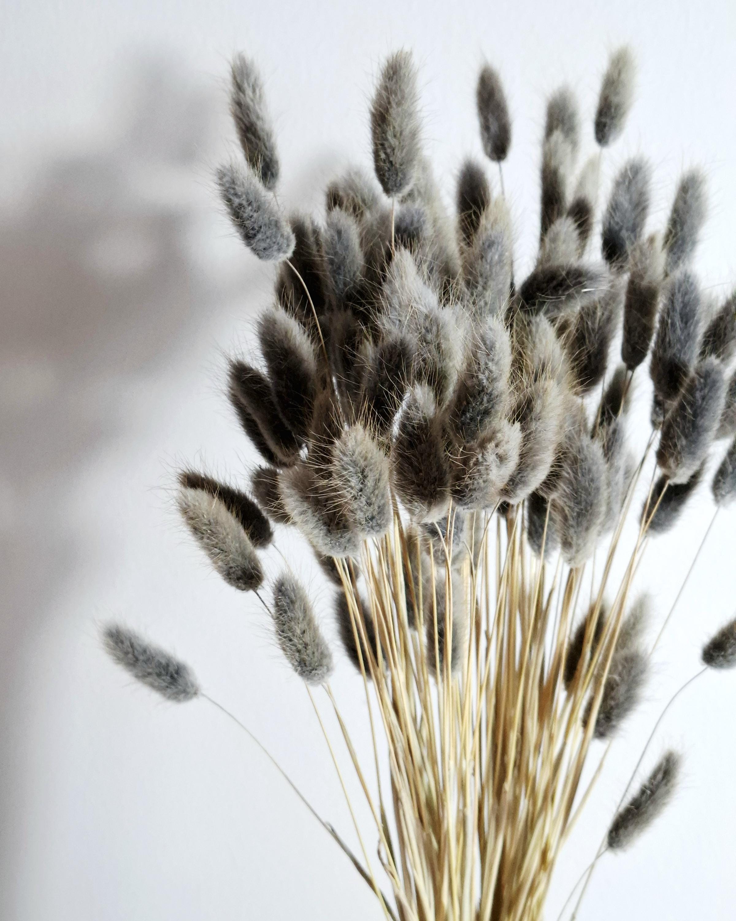 Dark Grey Lagurus Stems, Bunny Tail Grass, Dried Flowers for Crafts, DIY Floral Supply, Mini Bouquets, Card Making Decor