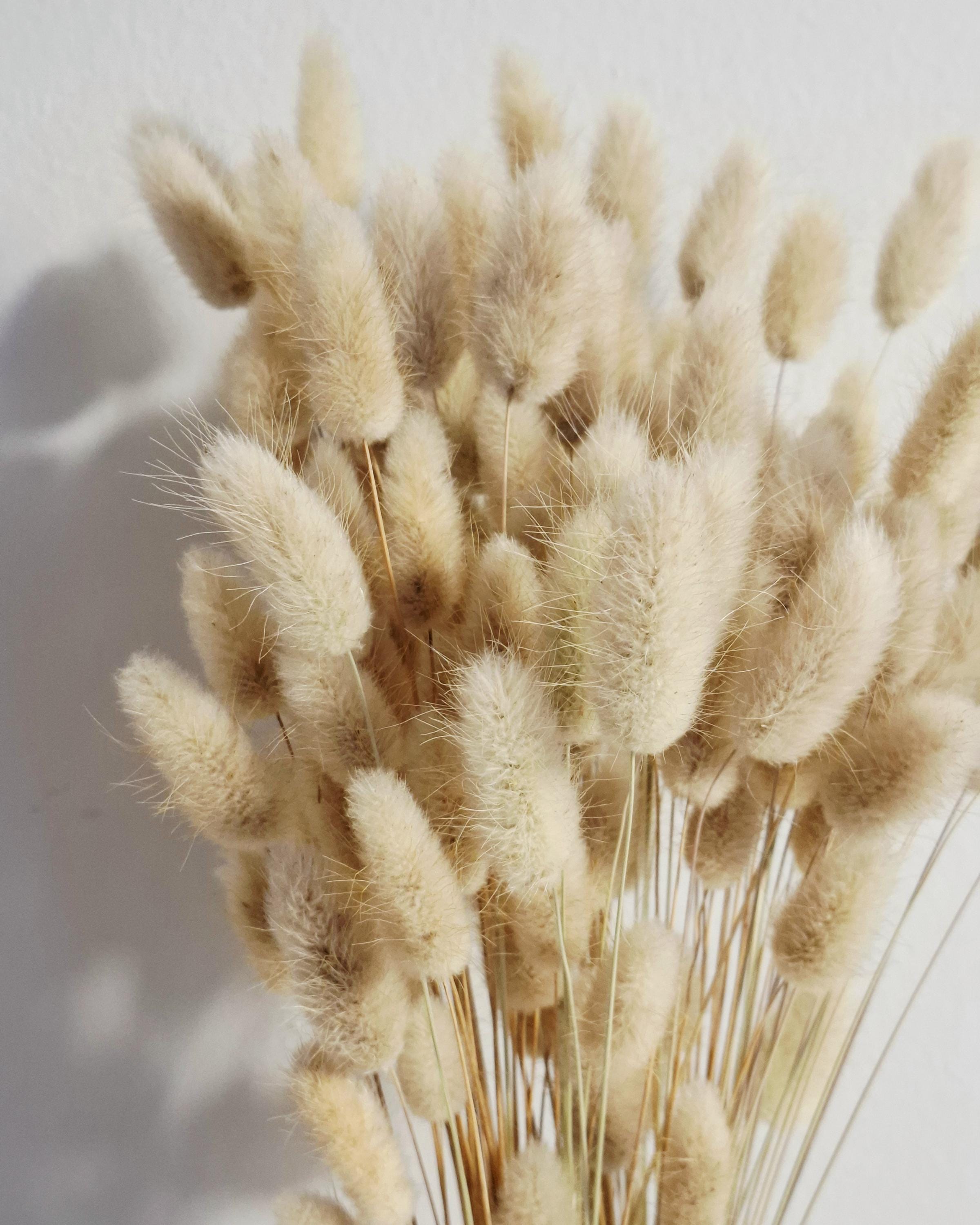 Natural Beige Lagurus Stems, Bunny Tail Grass, Dried Flowers for Crafts, DIY Floral Supply, Mini Bouquets, Card Making Decor