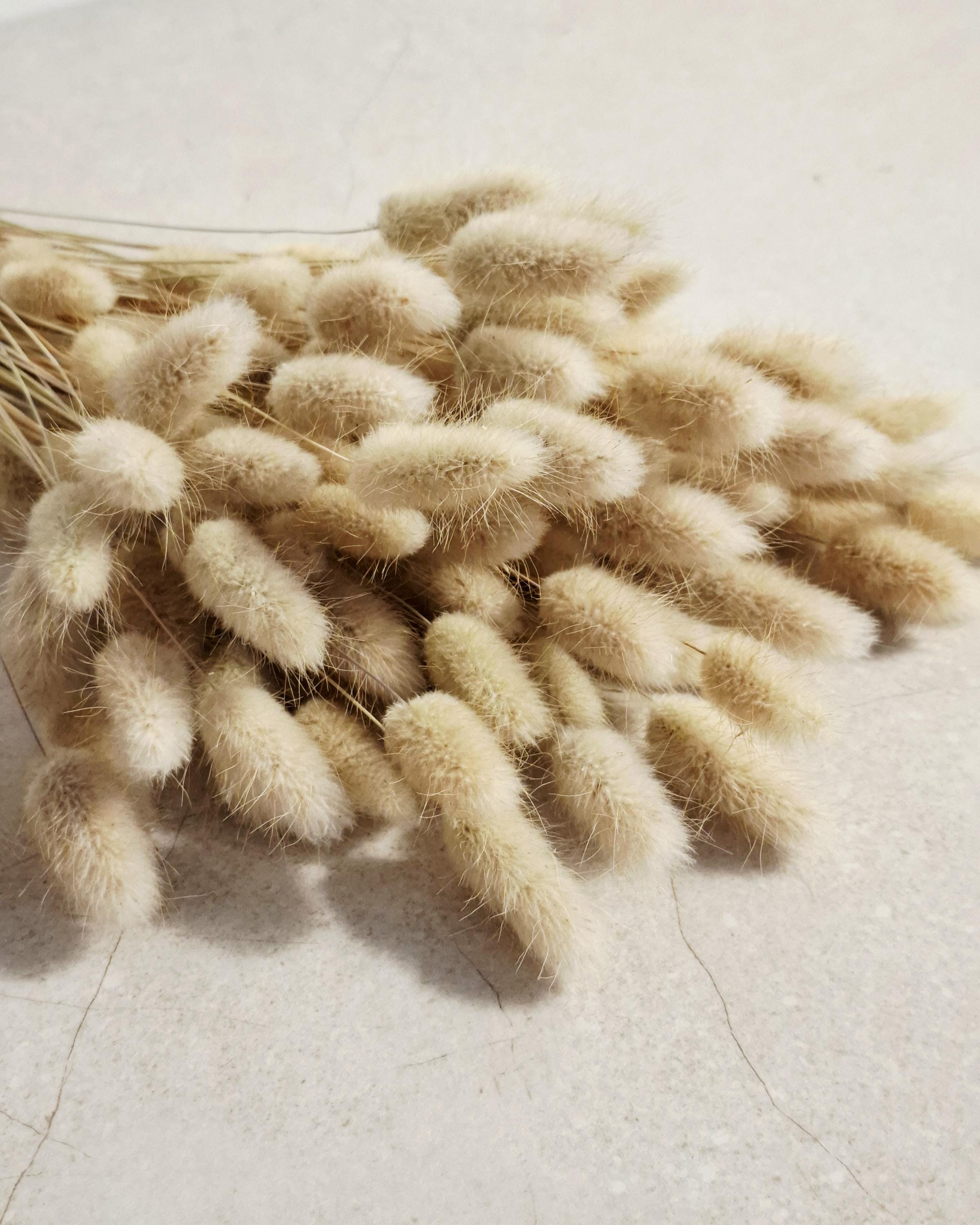 Natural Beige Lagurus Stems, Bunny Tail Grass, Dried Flowers for Crafts, DIY Floral Supply, Mini Bouquets, Card Making Decor