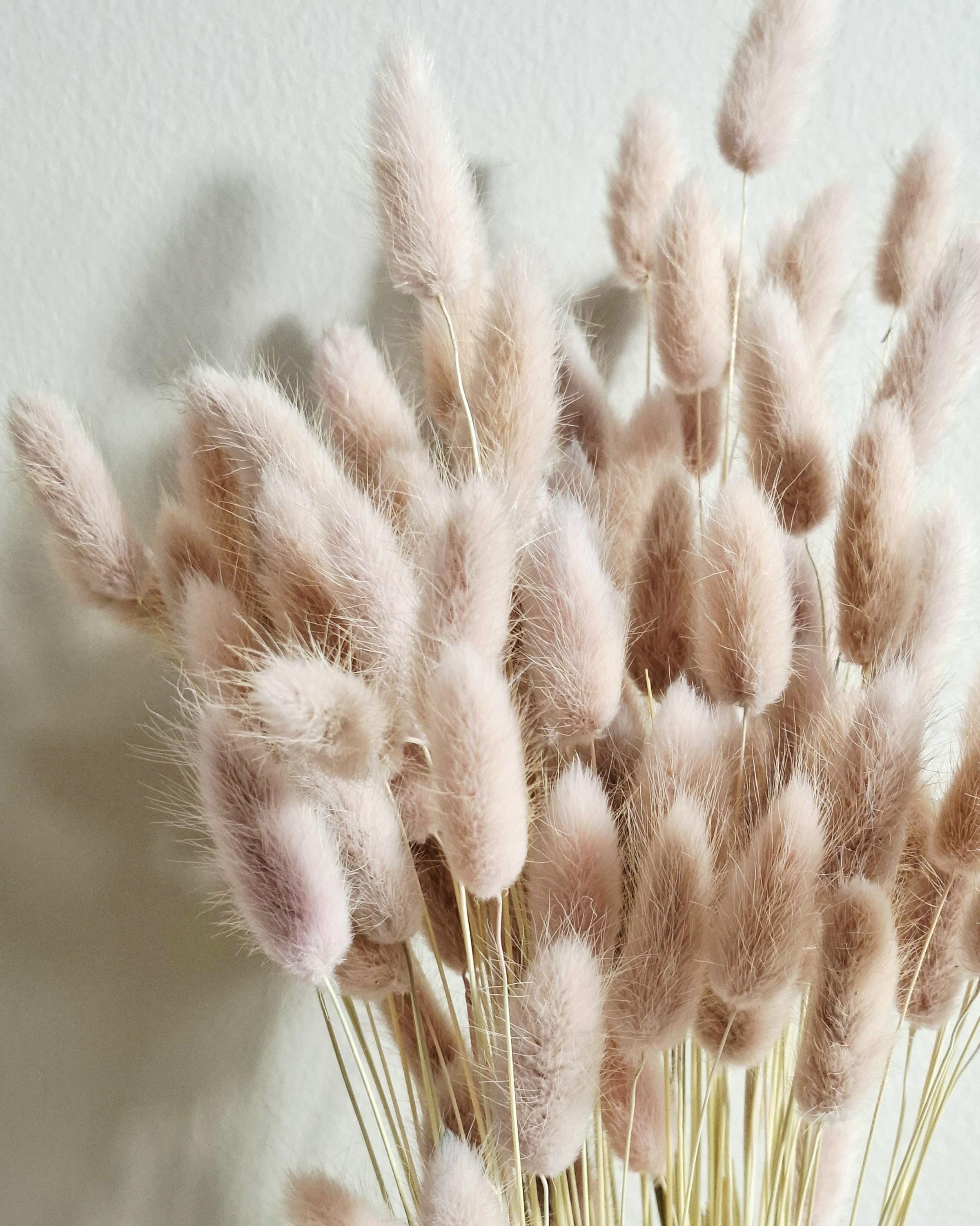 Dried Lagurus Pink Bunny Tail Grass 45–50 cm, Soft Blush Dried Flowers, Natural Home Decor, Wedding Florals, DIY Bouquet