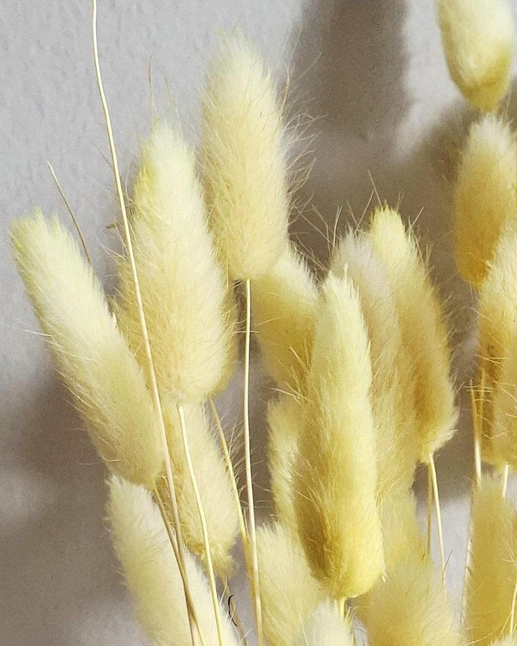Yellow Lagurus Stems, Dried Bunny Tail Grass, Pastel Dried Flowers, Bulk Floral Supply, DIY Craft Flowers, Spring Wedding Decor
