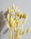 Yellow Lagurus Stems, Dried Bunny Tail Grass, Pastel Dried Flowers, Bulk Floral Supply, DIY Craft Flowers, Spring Wedding Decor