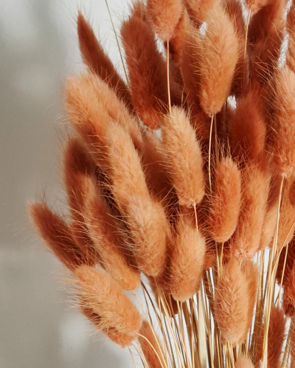 Orange Lagurus Stems, Dried Bunny Tail Grass, Burnt Orange Dried Flowers, Bulk Floral Supply, Boho Craft Stems, Autumn Decor Flowers