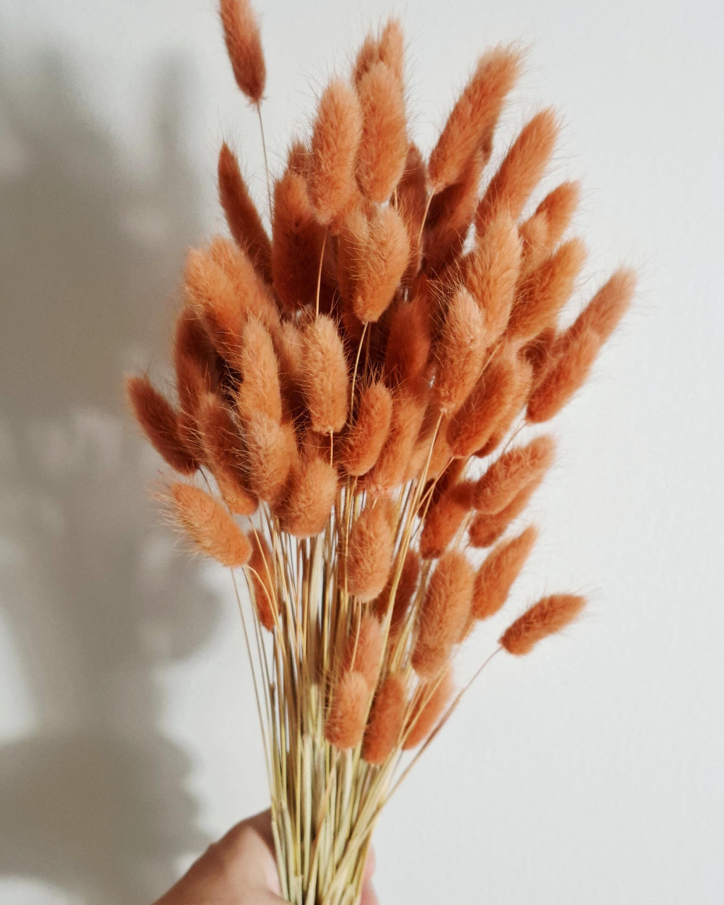 Orange Lagurus Stems, Dried Bunny Tail Grass, Burnt Orange Dried Flowers, Bulk Floral Supply, Boho Craft Stems, Autumn Decor Flowers