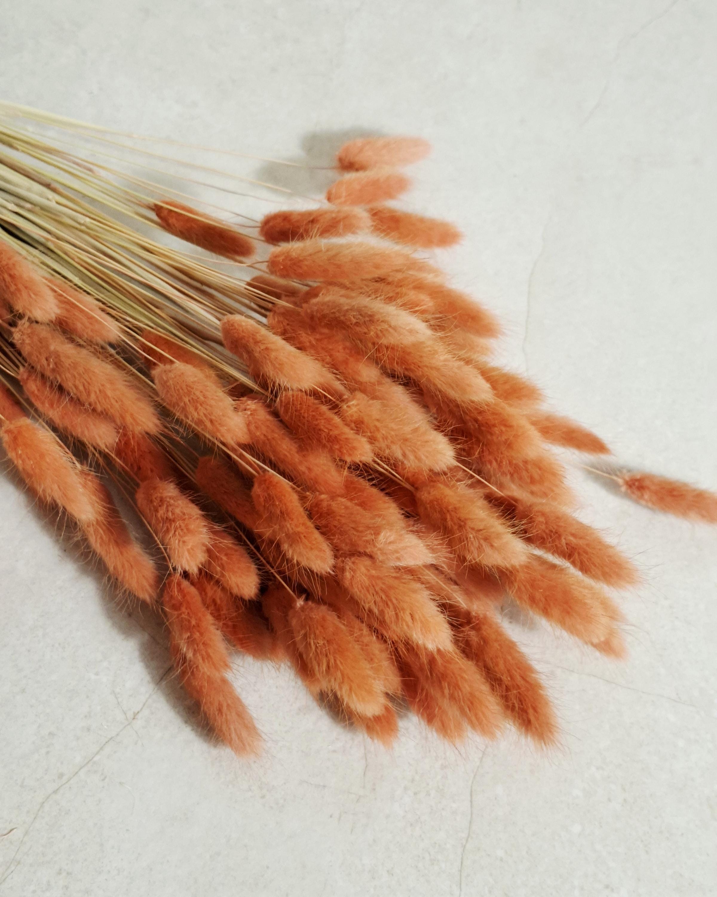 Orange Lagurus Stems, Dried Bunny Tail Grass, Burnt Orange Dried Flowers, Bulk Floral Supply, Boho Craft Stems, Autumn Decor Flowers