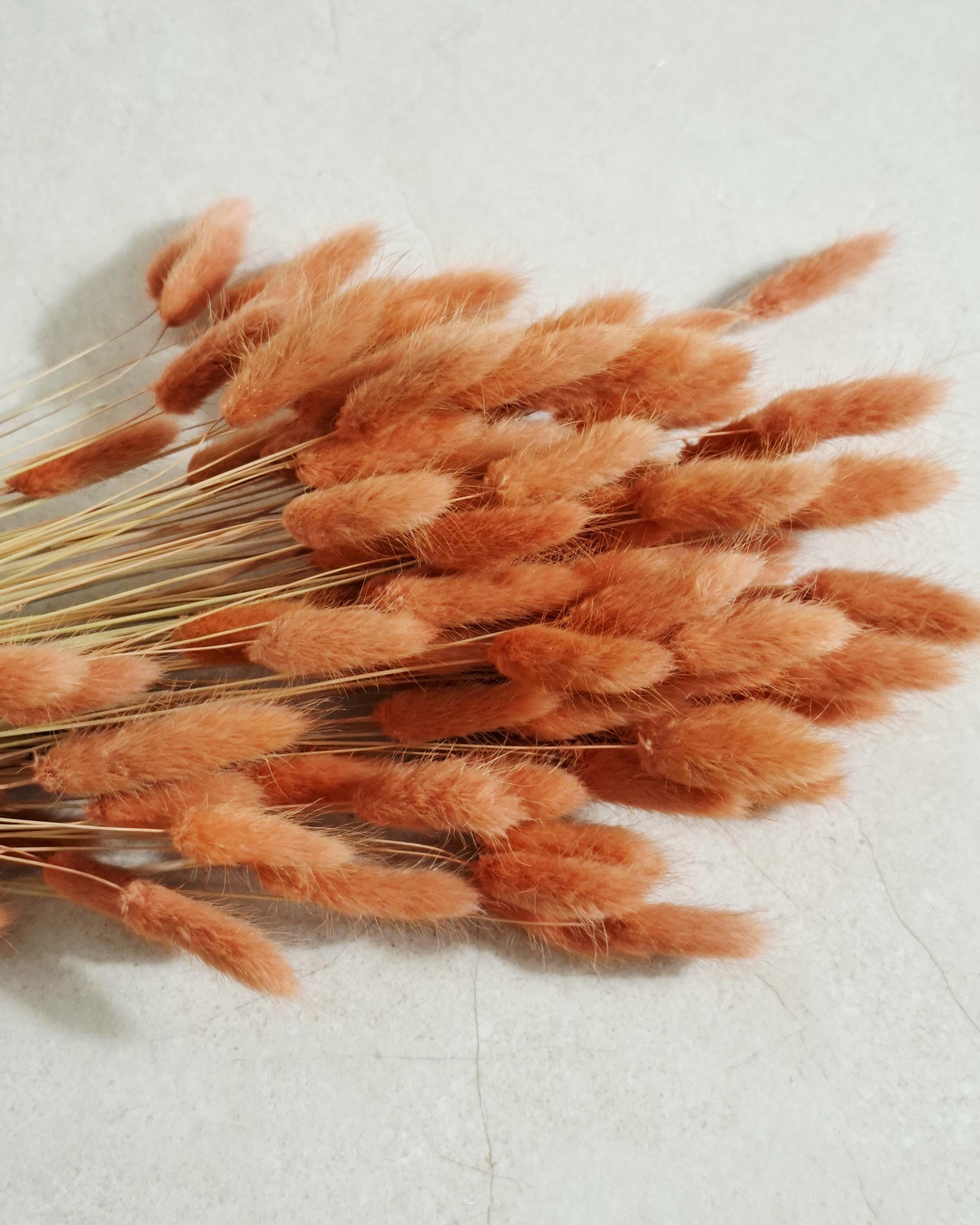 Orange Lagurus Stems, Dried Bunny Tail Grass, Burnt Orange Dried Flowers, Bulk Floral Supply, Boho Craft Stems, Autumn Decor Flowers
