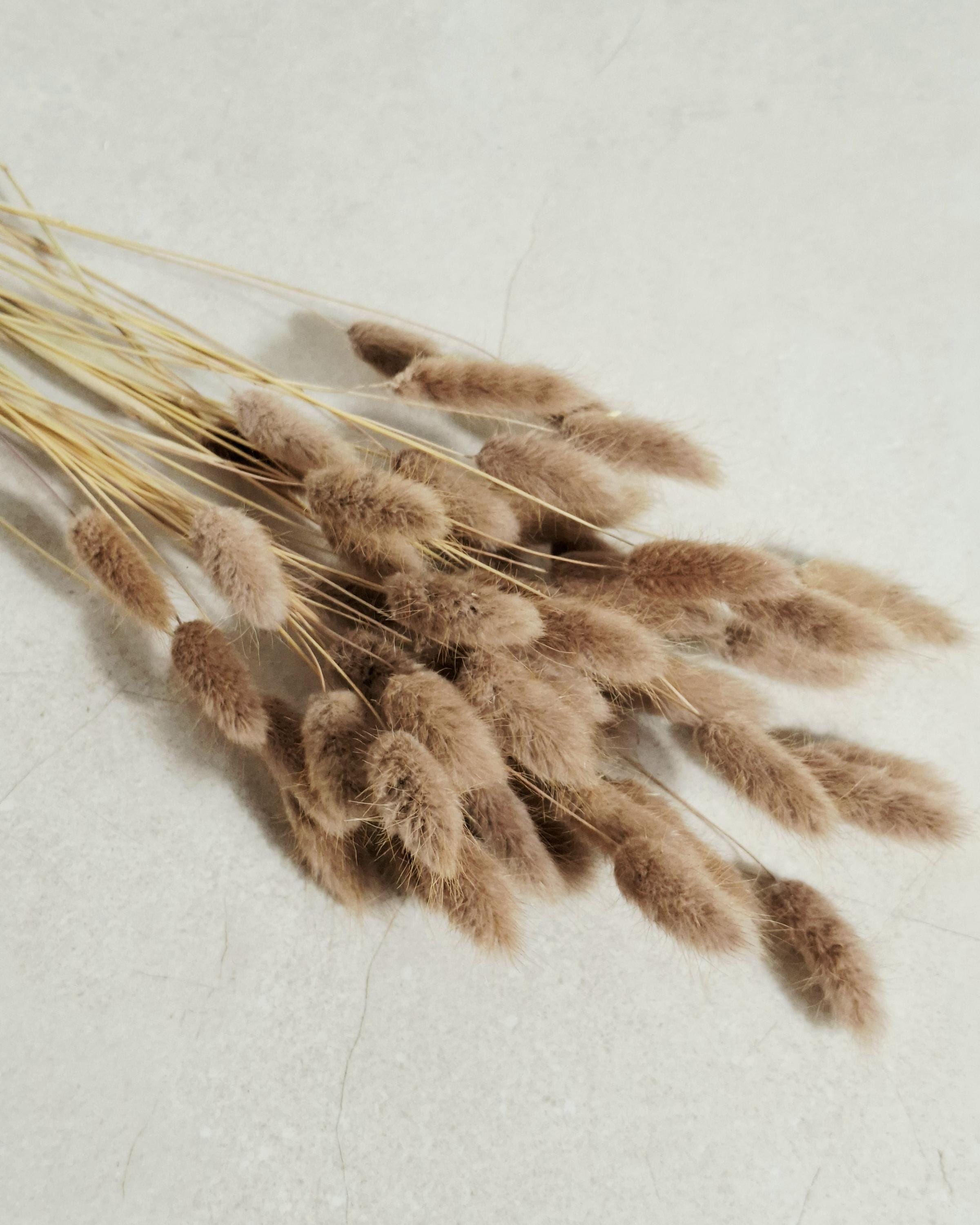 Dried Lagurus Bunny Tails Beige Caramel | Dyed Lagurus Stems | 45-50 cm | Natural Decor