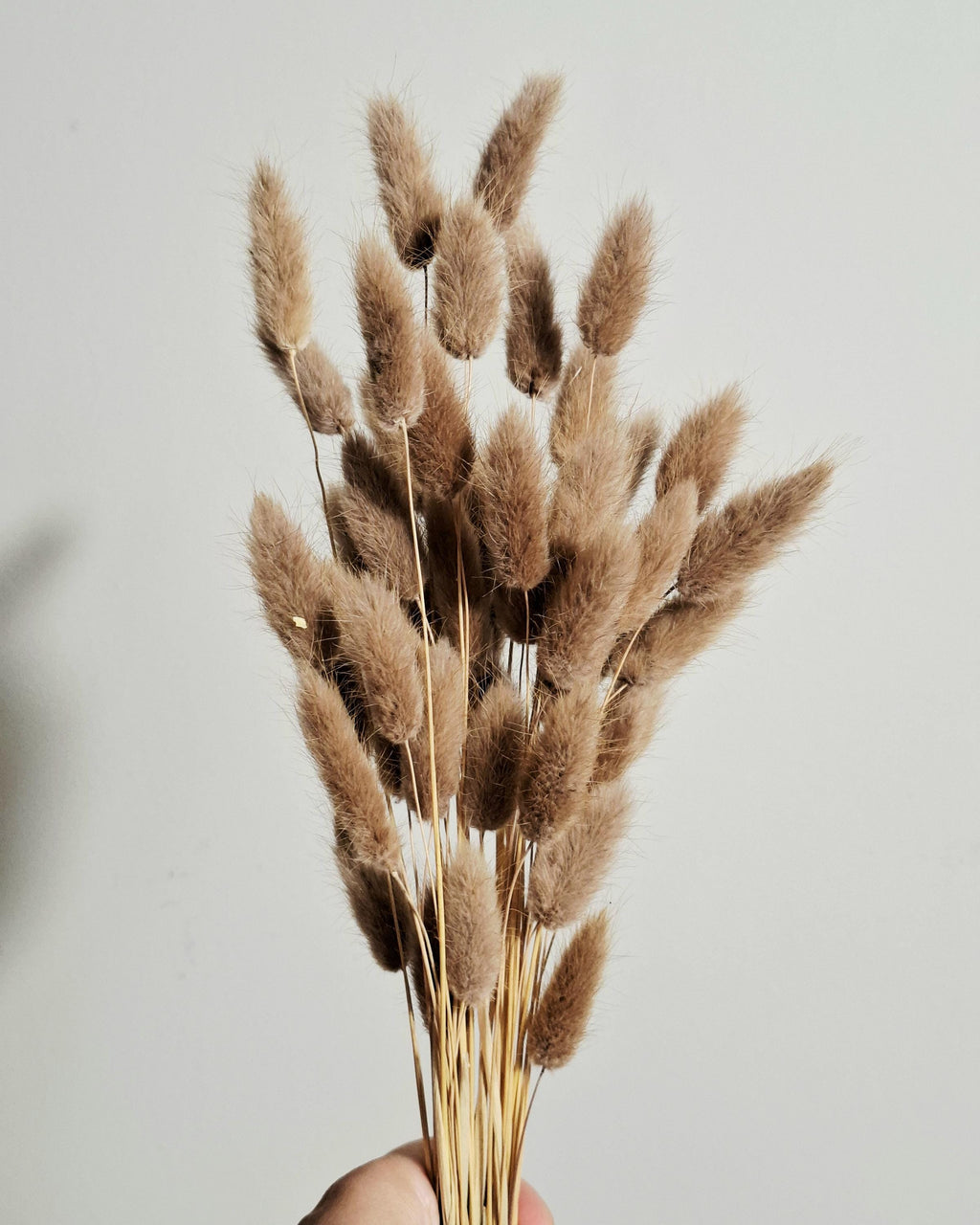 Dried Lagurus Bunny Tails Beige Caramel | Dyed Lagurus Stems | 45-50 cm | Natural Decor