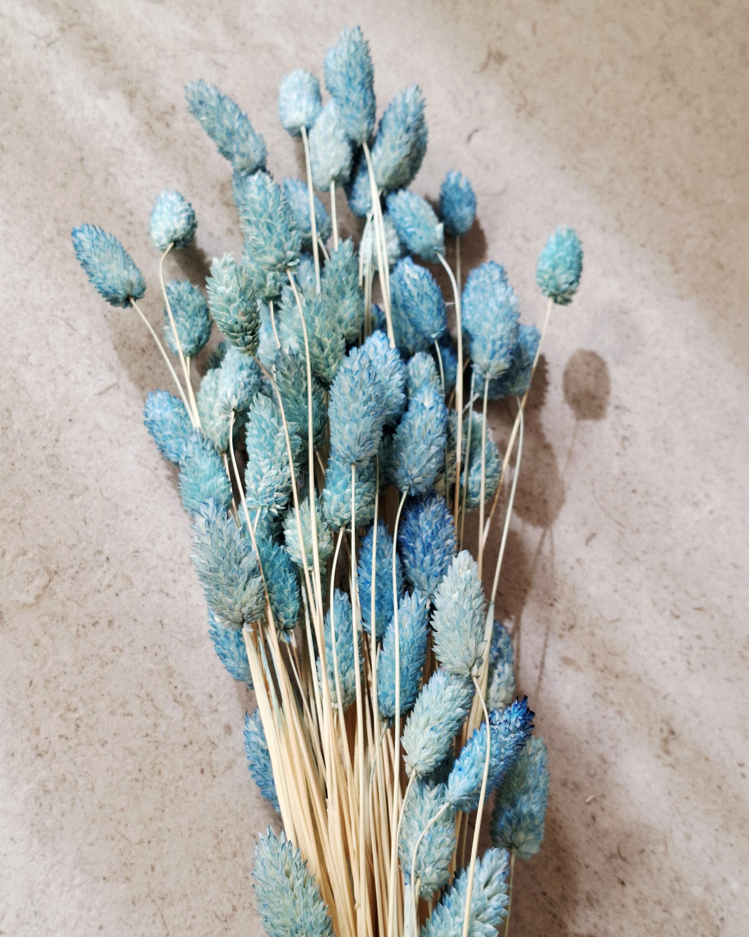 Dusty Blue Phalaris Dried Flowers 55–60 cm | Blue Phalaris Grass | Natural Dried Flowers | Floral Decor | Wedding Decor
