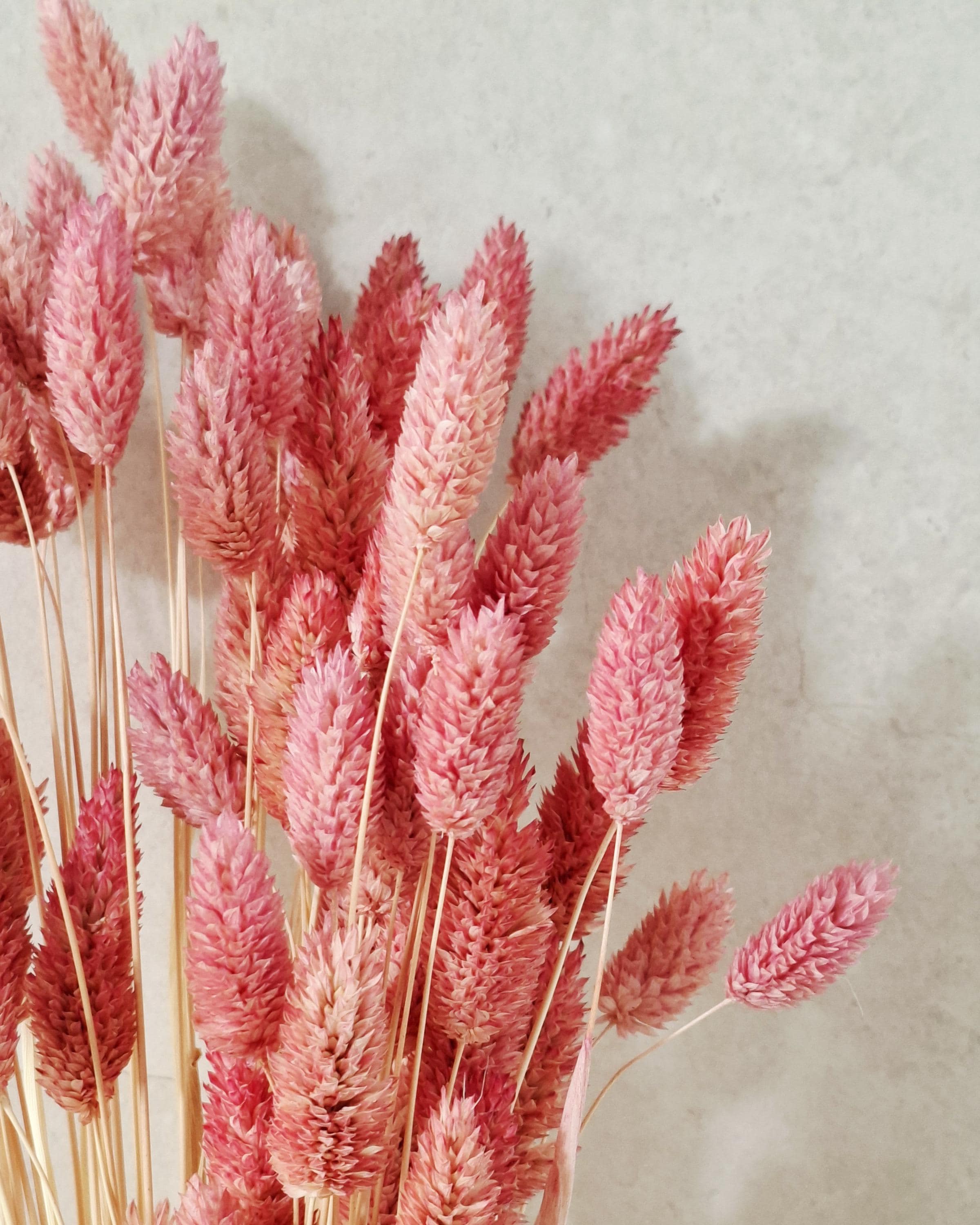 Dusty Pink Dried Phalaris | Muted Bunny Tail Grass | Boho Home Decor | Natural Vase Flowers | Wedding Floristry.