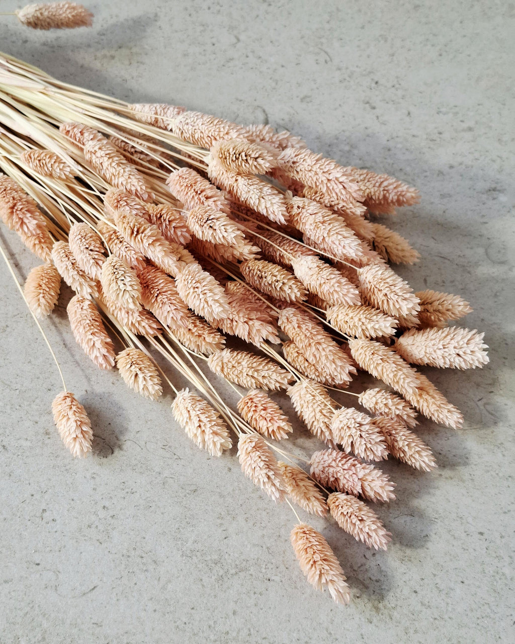 Light Pink Dried Phalaris 55–60 cm — Natural Dried Flowers for Vase, Wedding Decor, Rustic Home