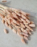 Light Pink Dried Phalaris 55–60 cm — Natural Dried Flowers for Vase, Wedding Decor, Rustic Home