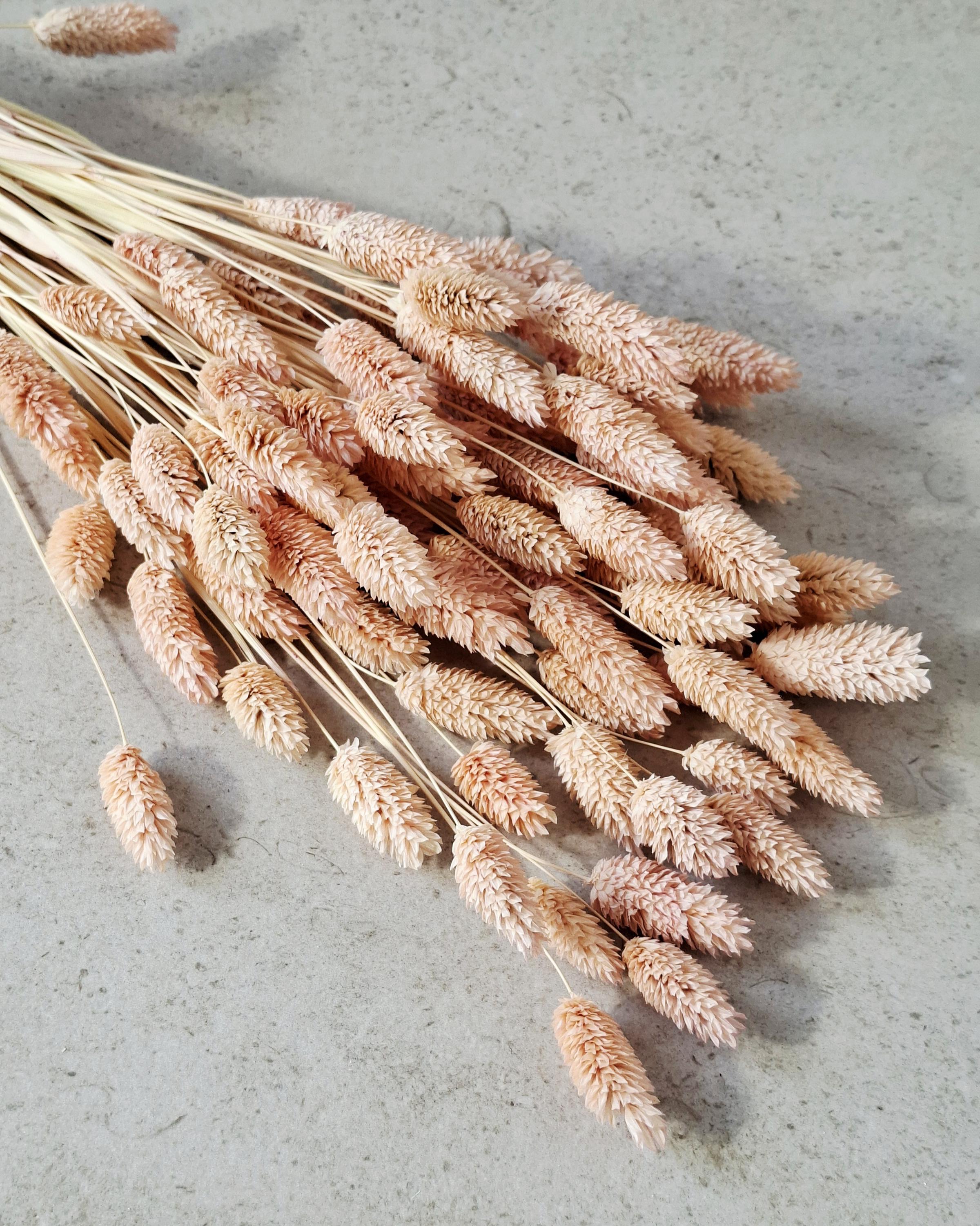 Light Pink Dried Phalaris 55–60 cm — Natural Dried Flowers for Vase, Wedding Decor, Rustic Home