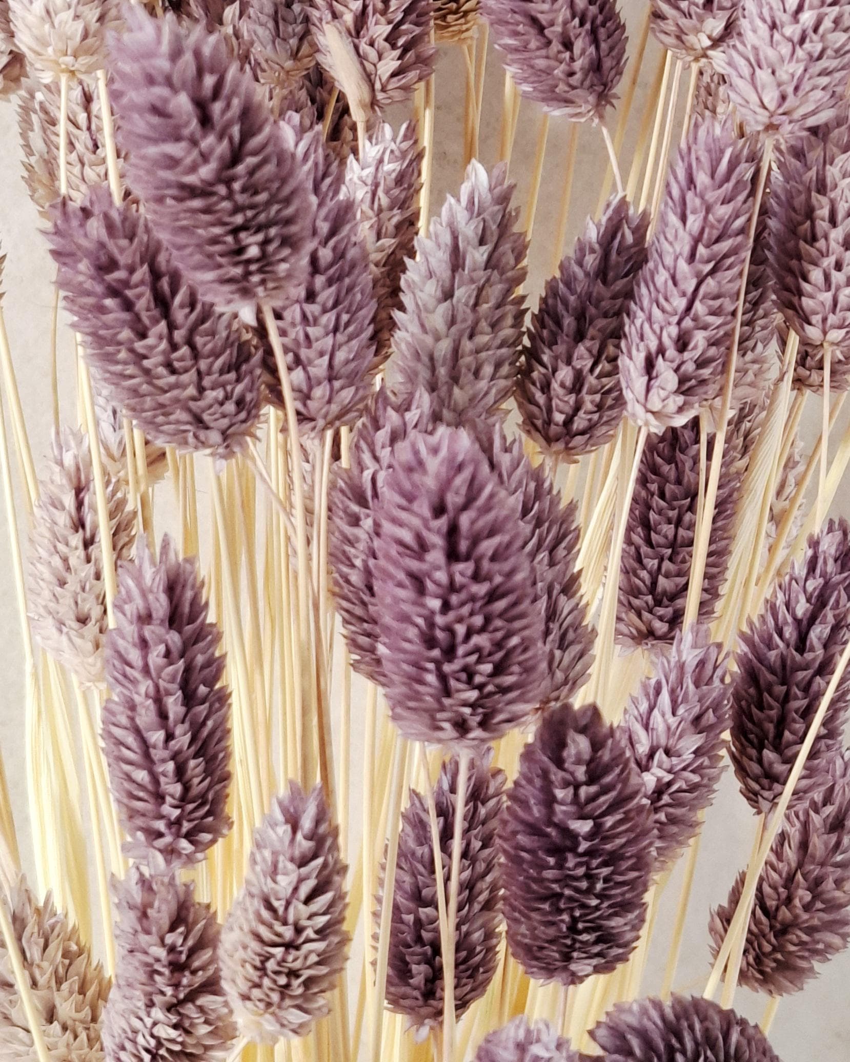 Purple Dried Phalaris Stems, Natural Dried Flowers, Boho Floral Supply, DIY Floral Decor, Minimalist Home Decor, Wedding Florals