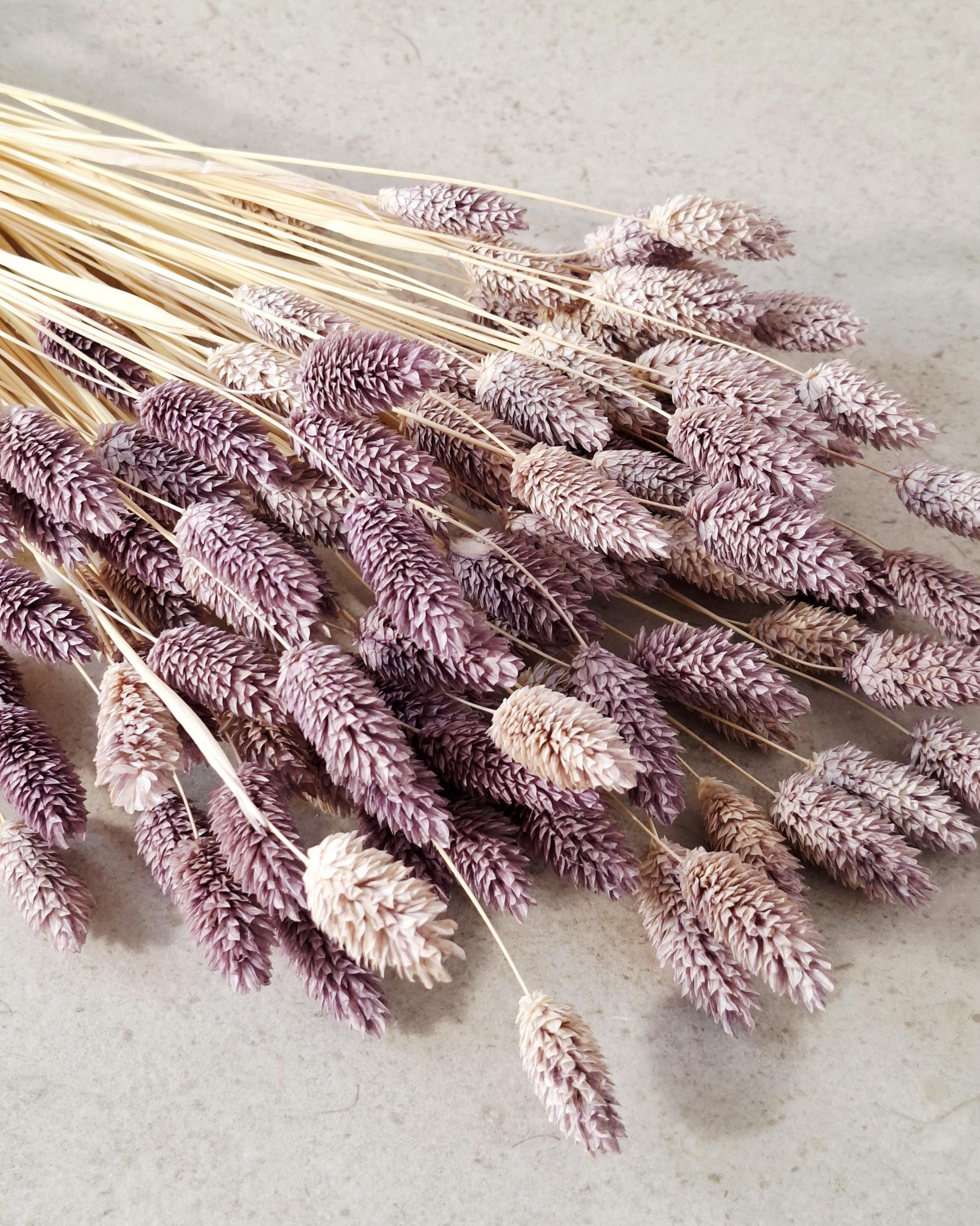 Purple Dried Phalaris Stems, Natural Dried Flowers, Boho Floral Supply, DIY Floral Decor, Minimalist Home Decor, Wedding Florals