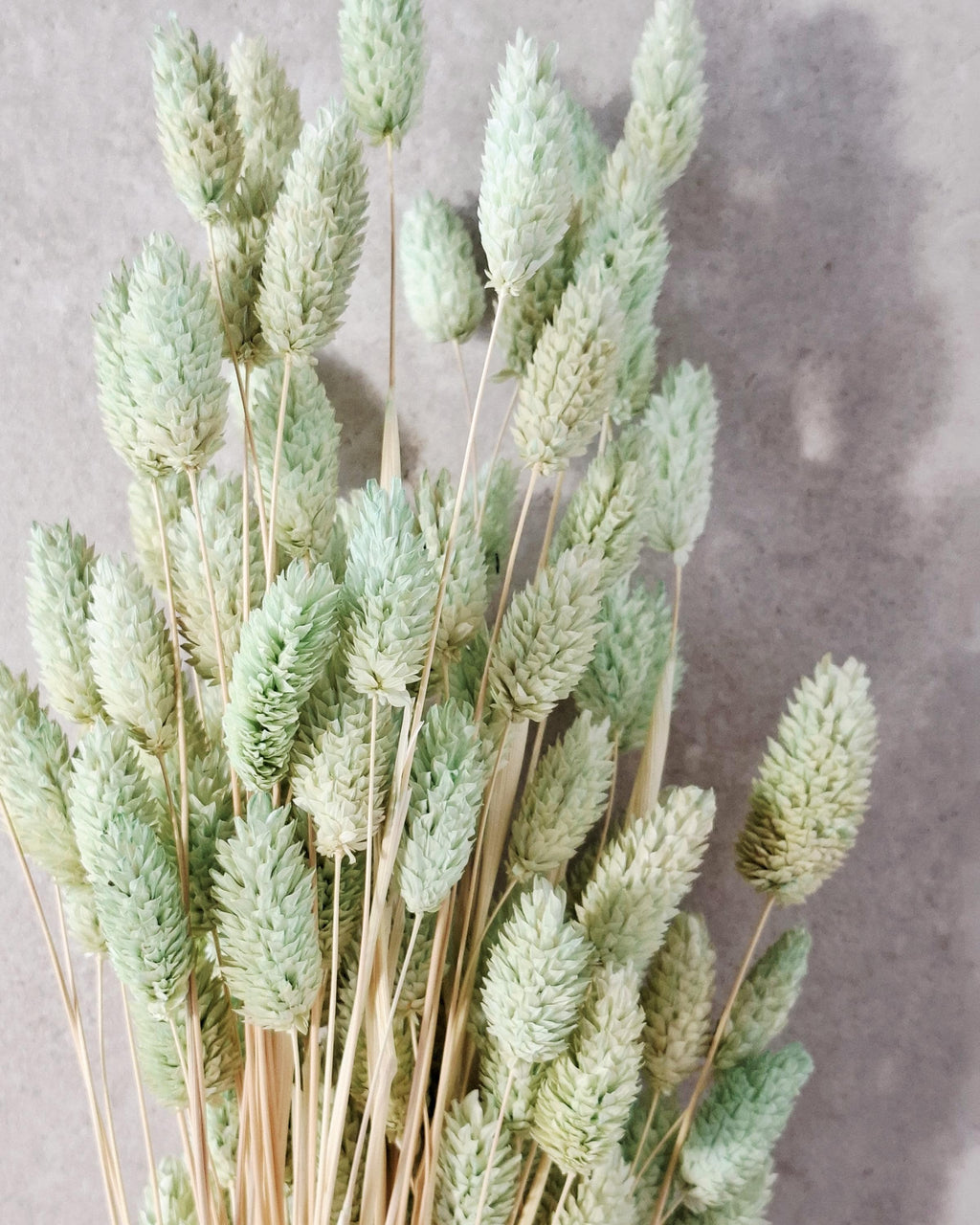 Green Dried Phalaris Stems, Mint Dried Flowers, Floral Supply, DIY Decor, Boho Flowers, Wedding Decor, Craft Material