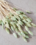 Green Dried Phalaris Stems, Mint Dried Flowers, Floral Supply, DIY Decor, Boho Flowers, Wedding Decor, Craft Material