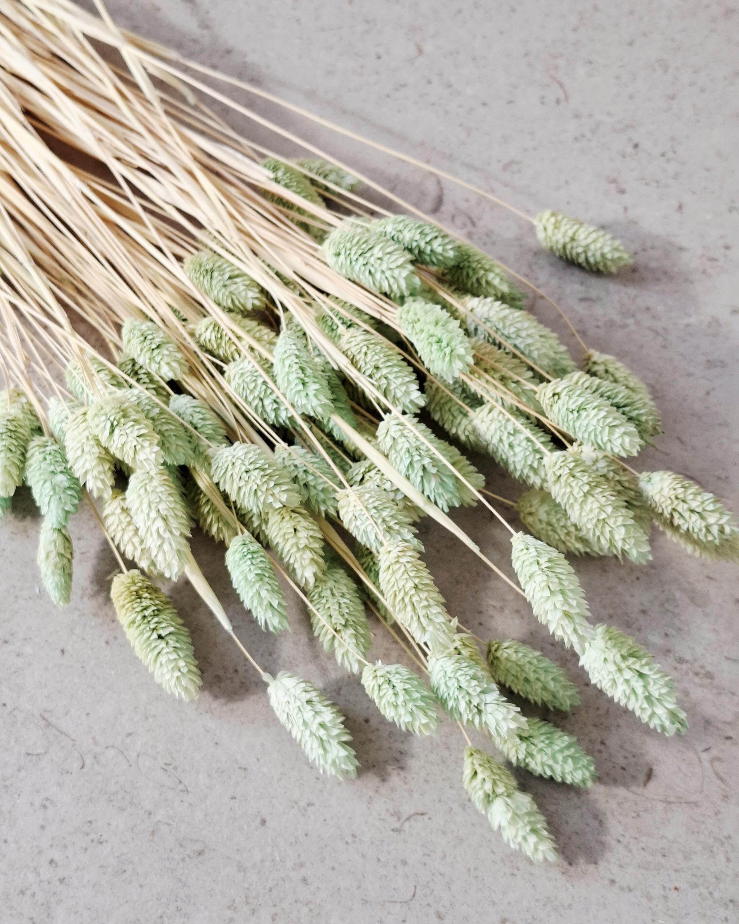 Green Dried Phalaris Stems, Mint Dried Flowers, Floral Supply, DIY Decor, Boho Flowers, Wedding Decor, Craft Material