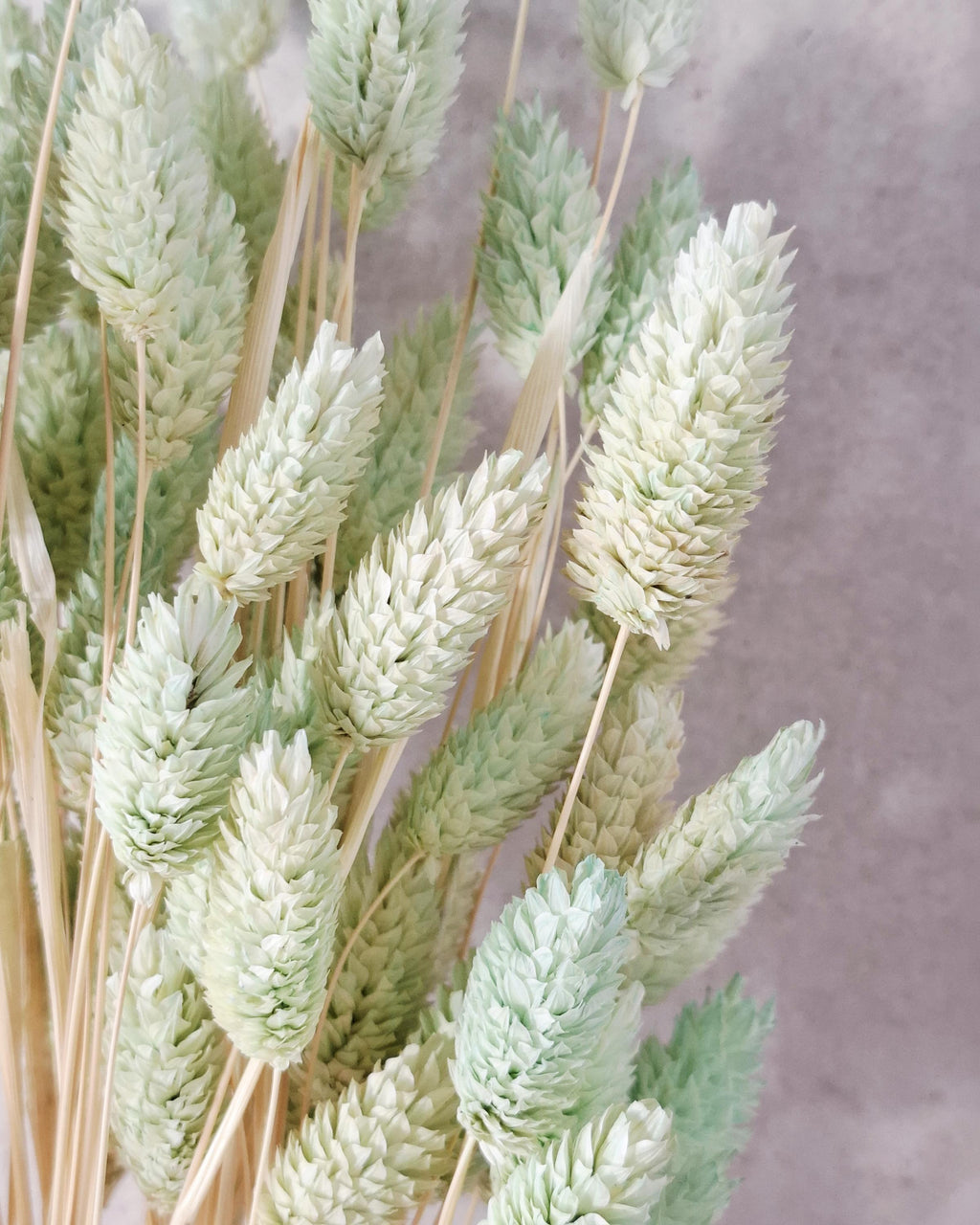 Green Dried Phalaris Stems, Mint Dried Flowers, Floral Supply, DIY Decor, Boho Flowers, Wedding Decor, Craft Material
