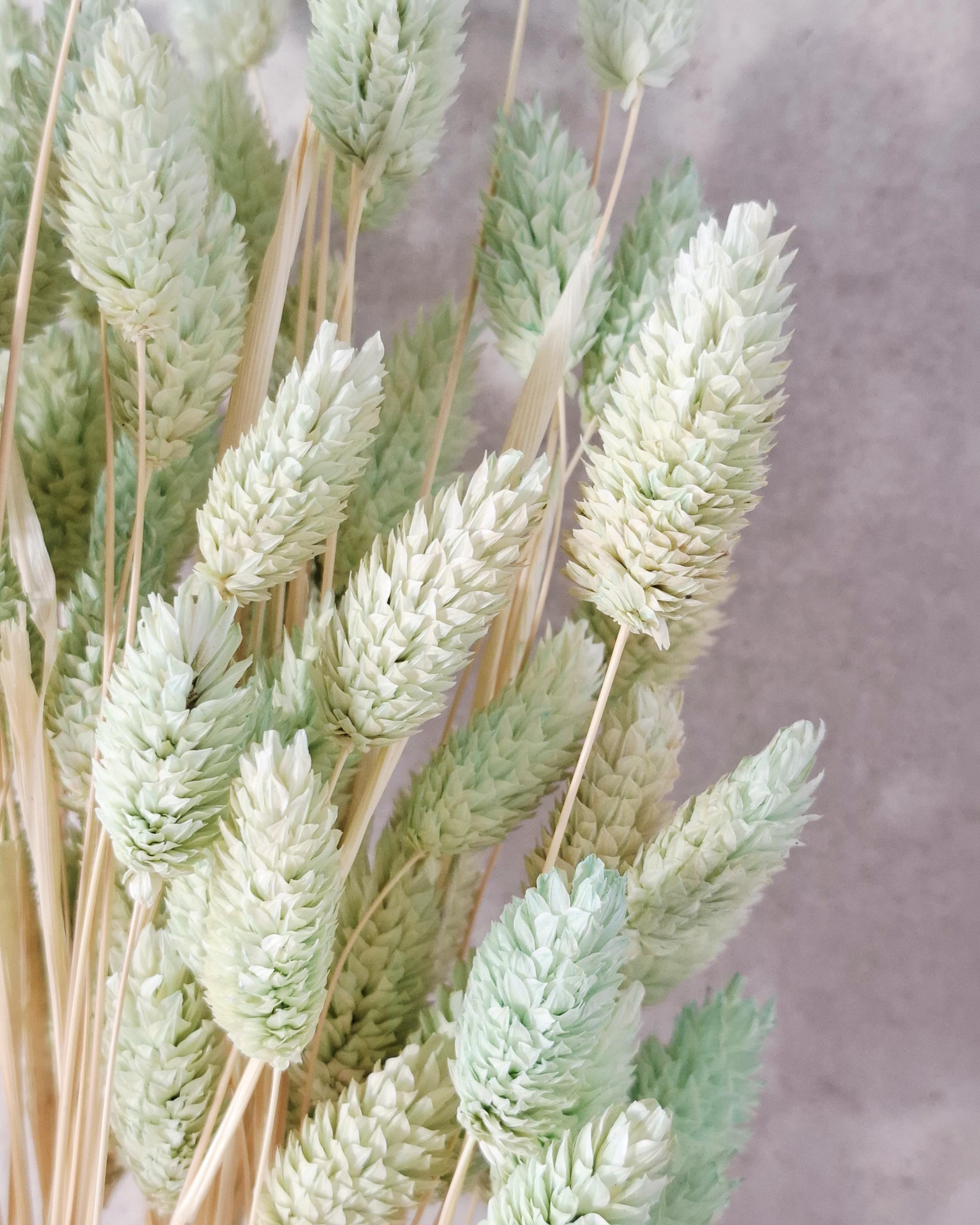 Green Dried Phalaris Stems, Mint Dried Flowers, Floral Supply, DIY Decor, Boho Flowers, Wedding Decor, Craft Material