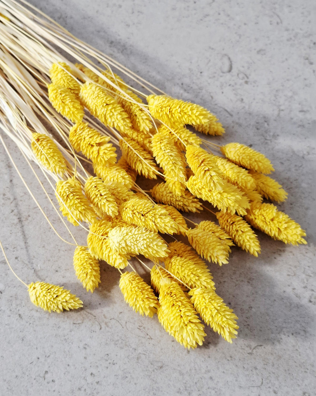 Yellow Phalaris Dried Flowers | Bunny Tail Grass Stems | Boho Home Decor | Natural Floral Arrangement | Vase Styling | Wedding Craft Supply.