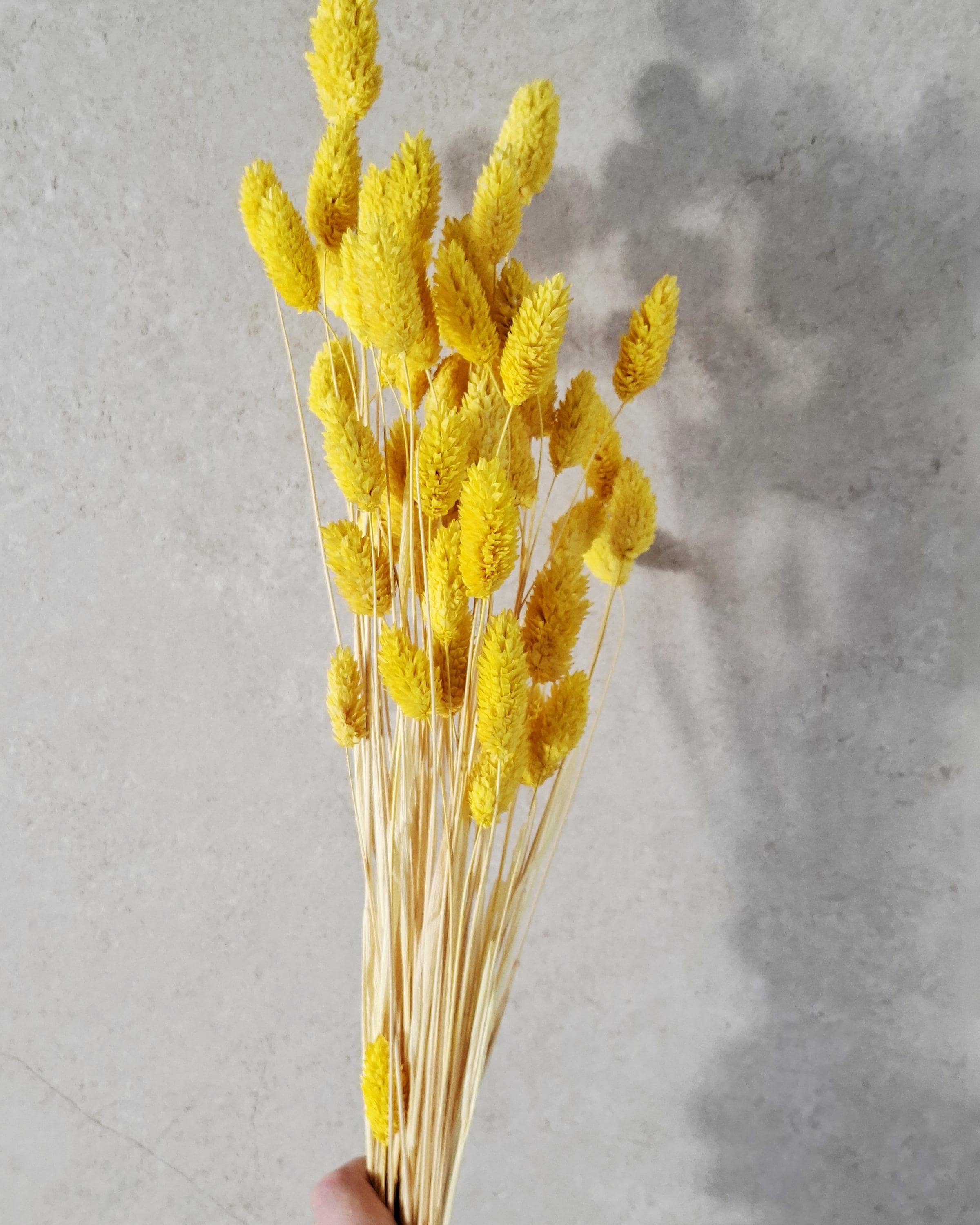Yellow Phalaris Dried Flowers | Bunny Tail Grass Stems | Boho Home Decor | Natural Floral Arrangement | Vase Styling | Wedding Craft Supply.