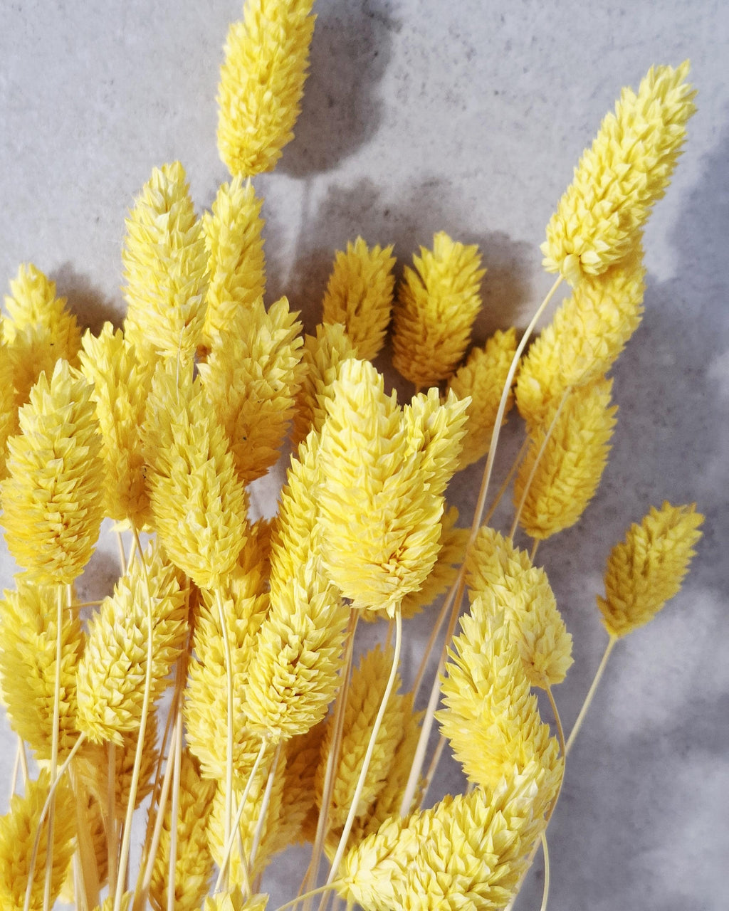 Yellow Phalaris Dried Flowers | Bunny Tail Grass Stems | Boho Home Decor | Natural Floral Arrangement | Vase Styling | Wedding Craft Supply.