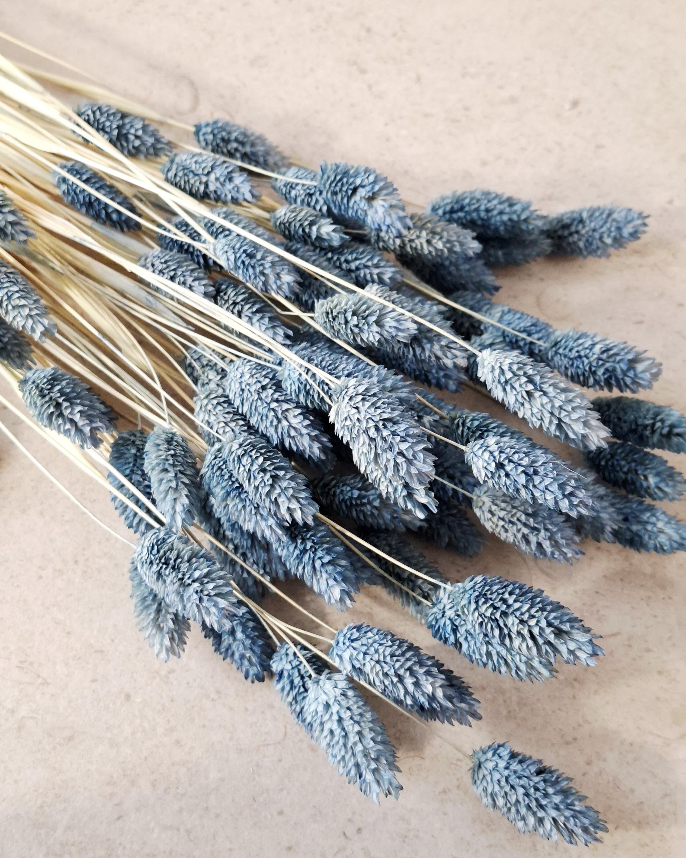 Blue Phalaris Dried Flowers | Dyed Canary Grass Stems | Minimalist Floral Decor | Boho Home Styling | Wedding Craft Supply