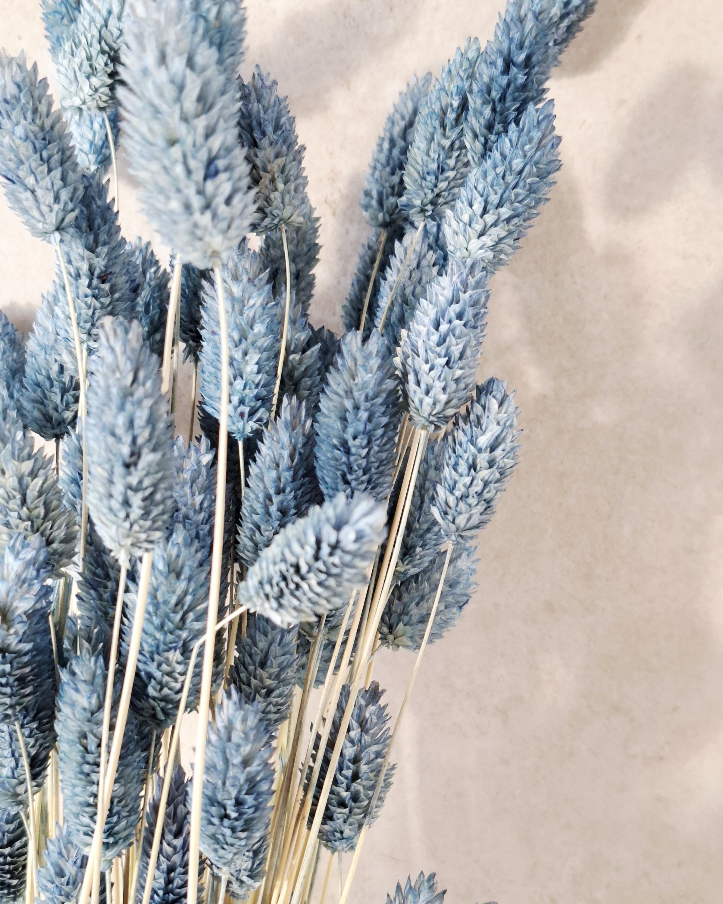 Blue Phalaris Dried Flowers | Dyed Canary Grass Stems | Minimalist Floral Decor | Boho Home Styling | Wedding Craft Supply