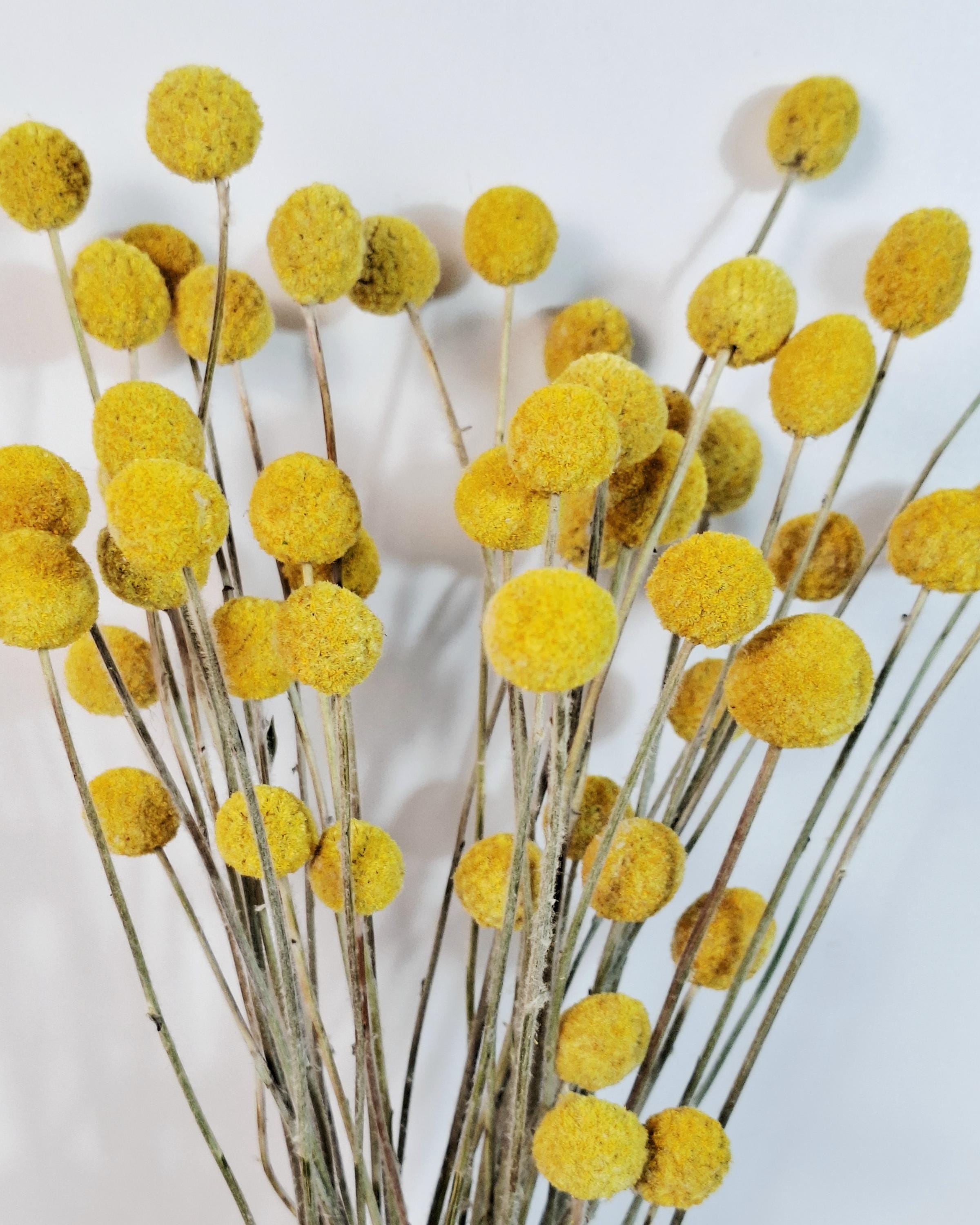Craspedia Bouquet, Yellow Billy Balls, Dried Flower Bouquet, Boho Vase Decor, Wedding Florals, Modern Home Decor