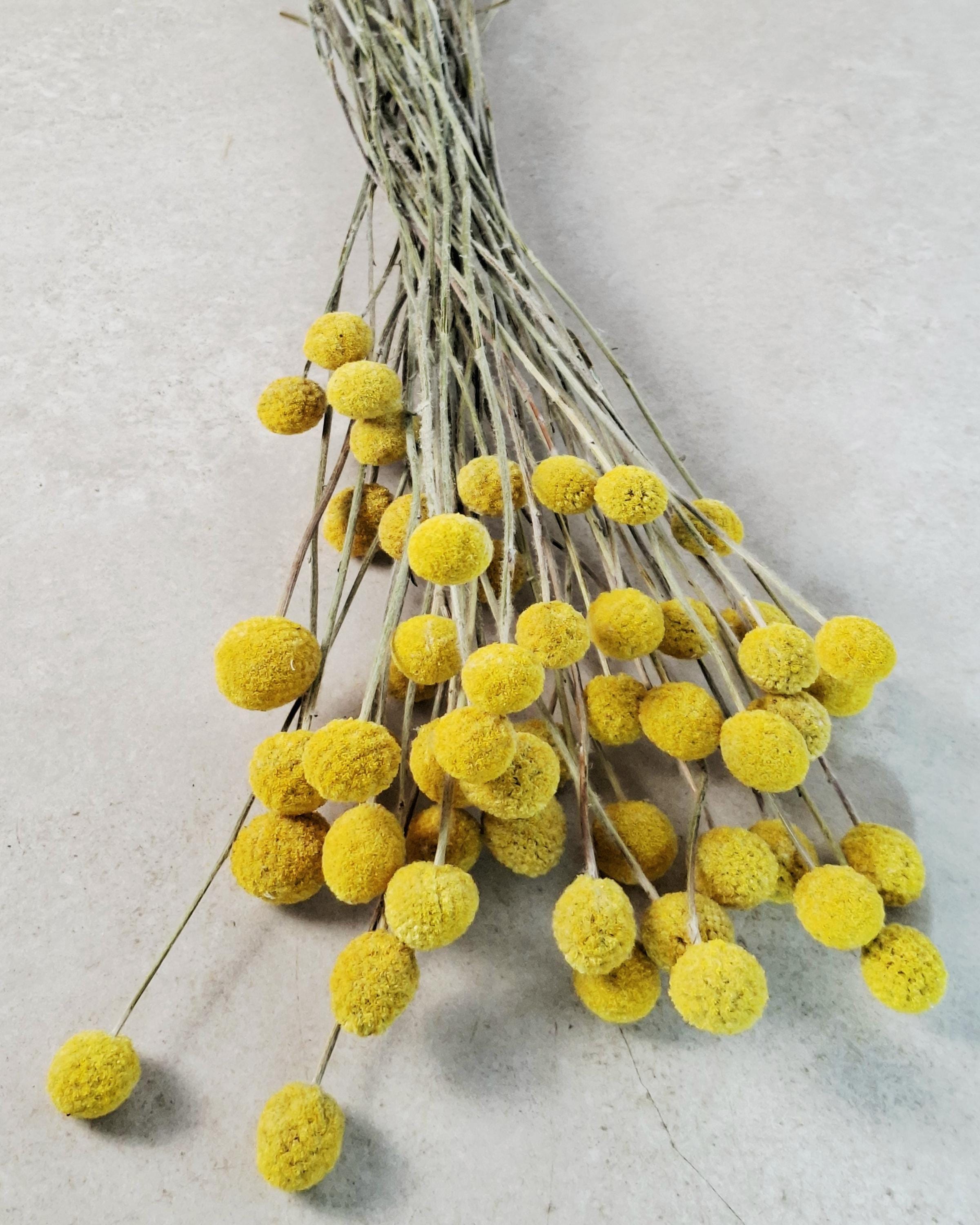Craspedia Bouquet, Yellow Billy Balls, Dried Flower Bouquet, Boho Vase Decor, Wedding Florals, Modern Home Decor