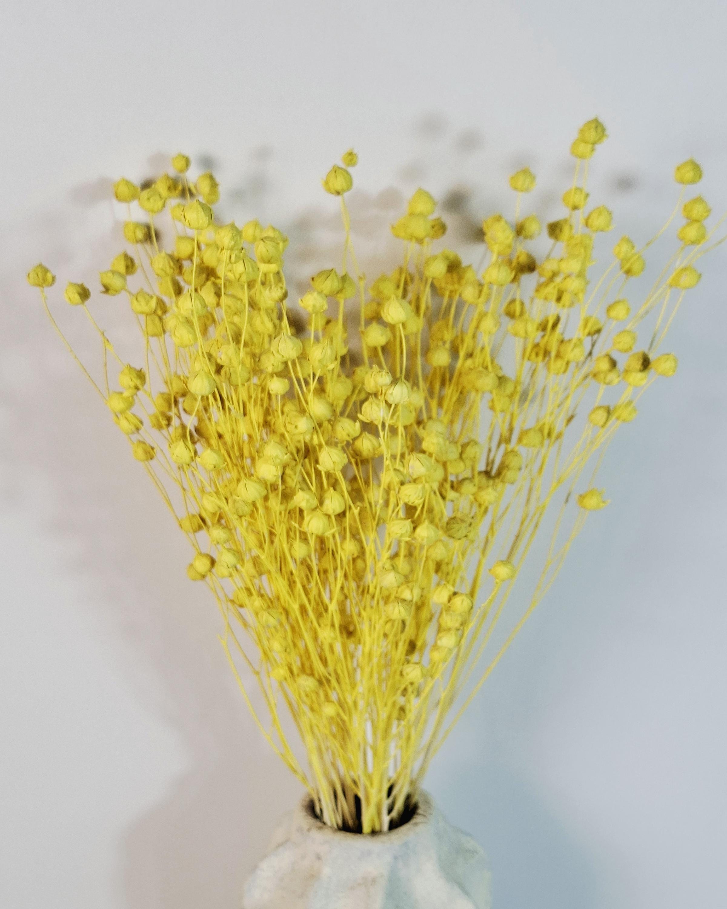 Dried Flax Stems for Florists, Yellow Dried Flax, Natural Floral Supplies, Dried Flower Bouquet, Floral Craft Material, Vase Decor