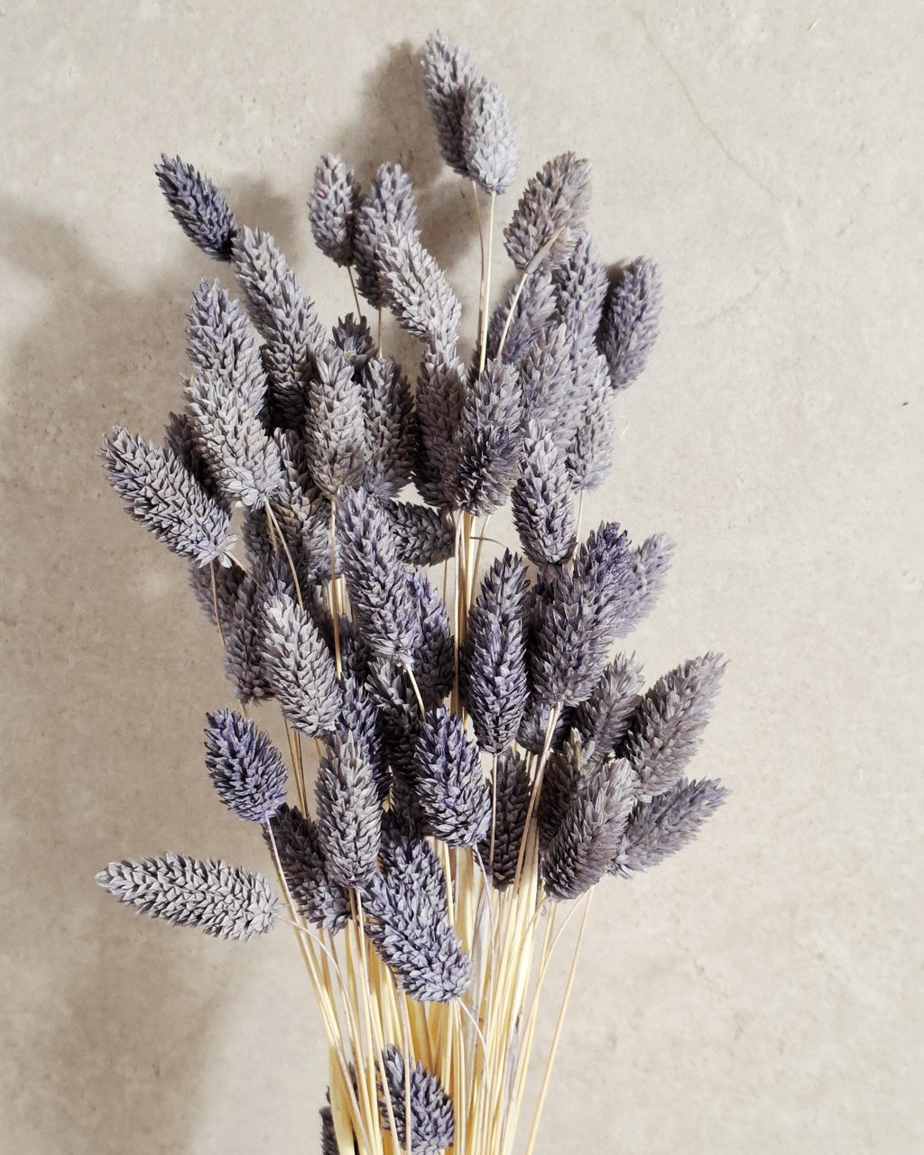 Lavender Dried Phalaris Stems, Preserved Flowers, Natural Dried Grass, Floral Supply, DIY Crafts, Wedding Decor, Home Decor, Boho Decor