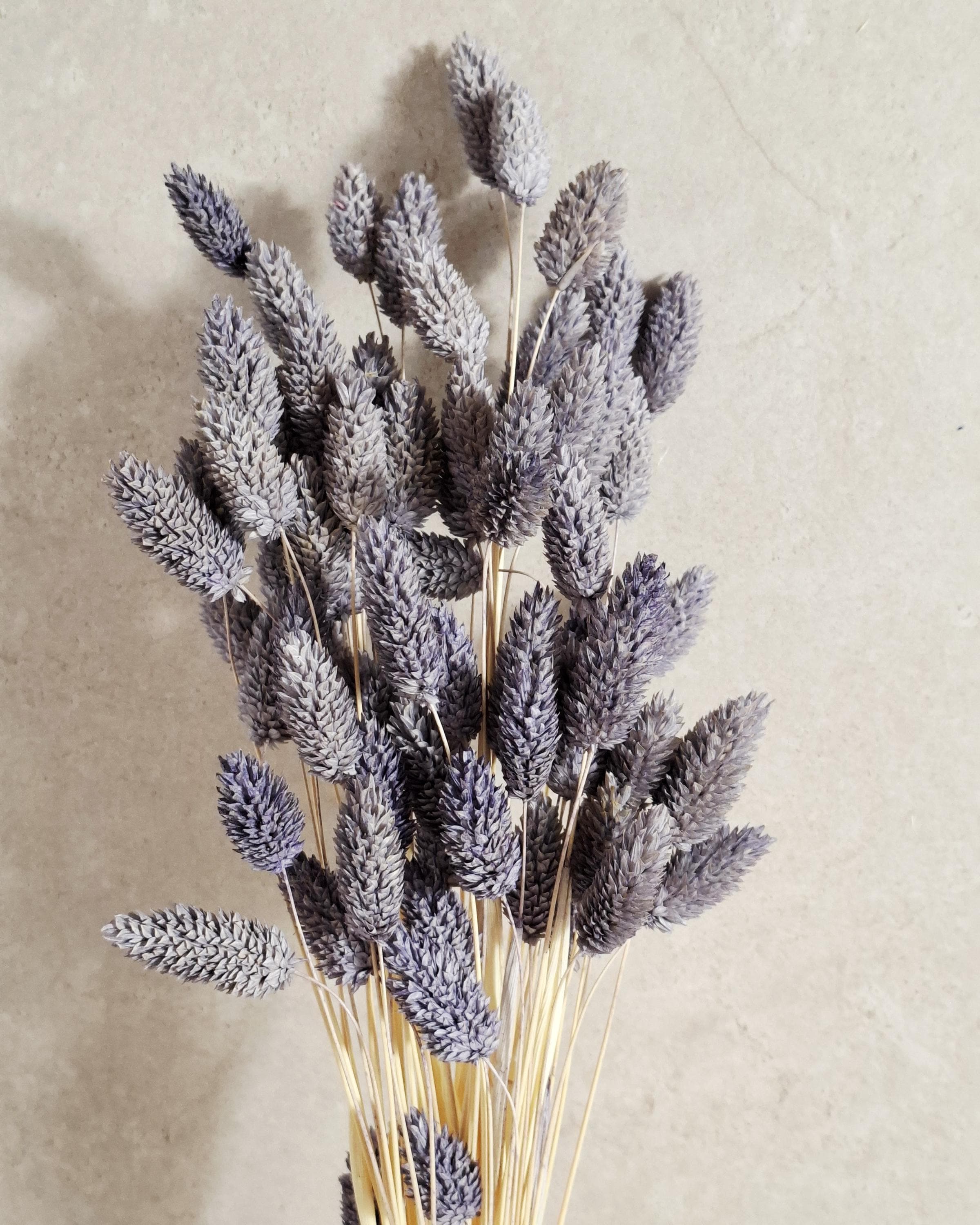 Lavender Dried Phalaris Stems, Preserved Flowers, Natural Dried Grass, Floral Supply, DIY Crafts, Wedding Decor, Home Decor, Boho Decor