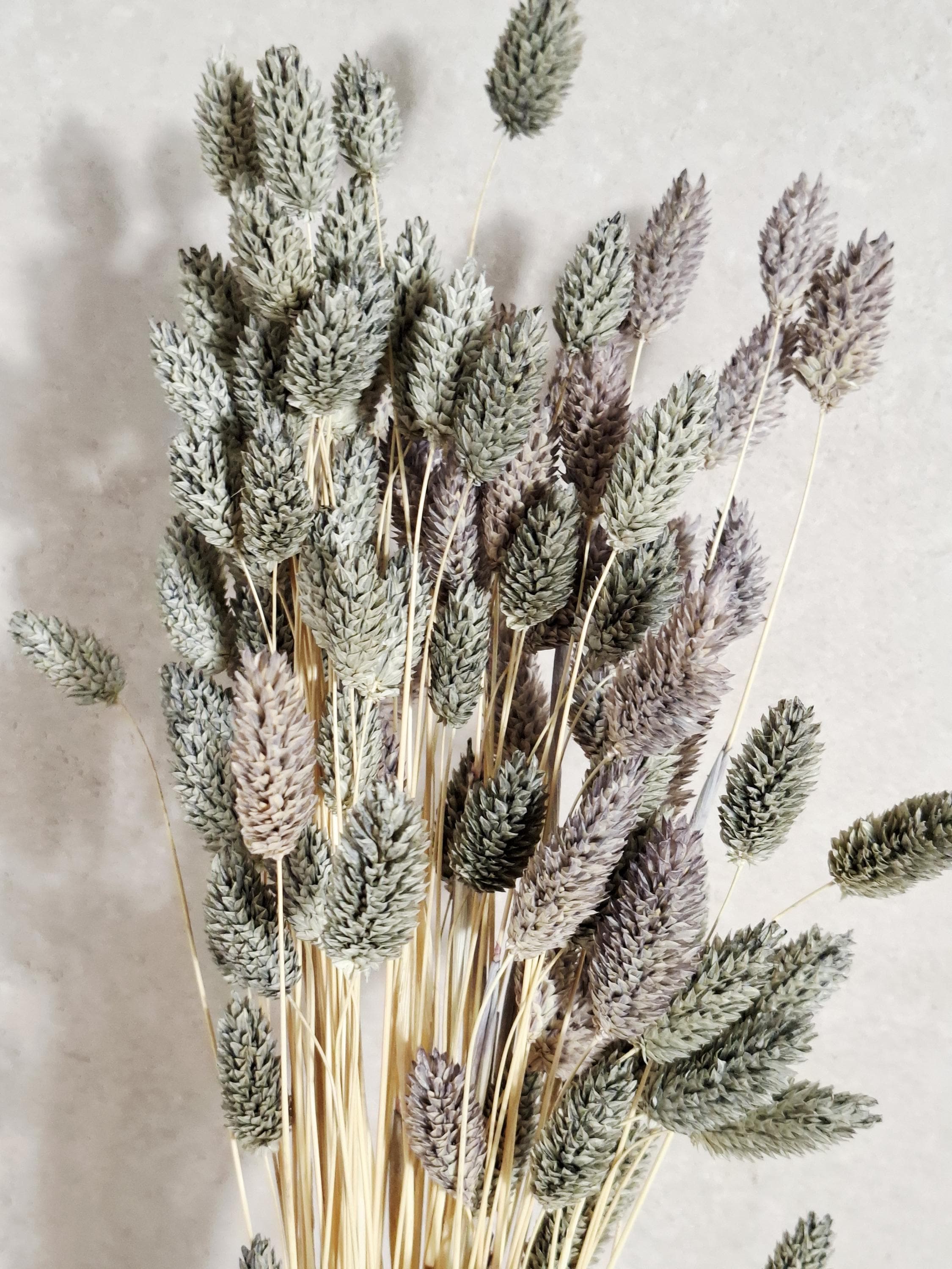 Dried Phalaris | Grey & Dusty Purple | 55–60 cm | Preserved Canary Grass | Boho Home Decor