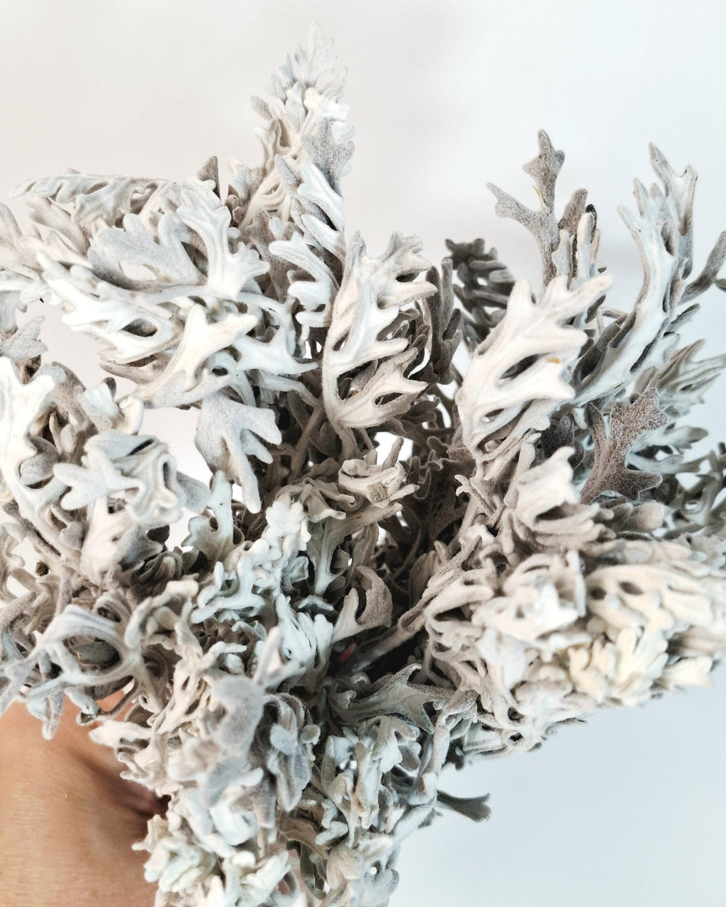 Stabilized Cineraria Stems | Silver Dusty Miller | Neutral Floral Supply | Florist Material