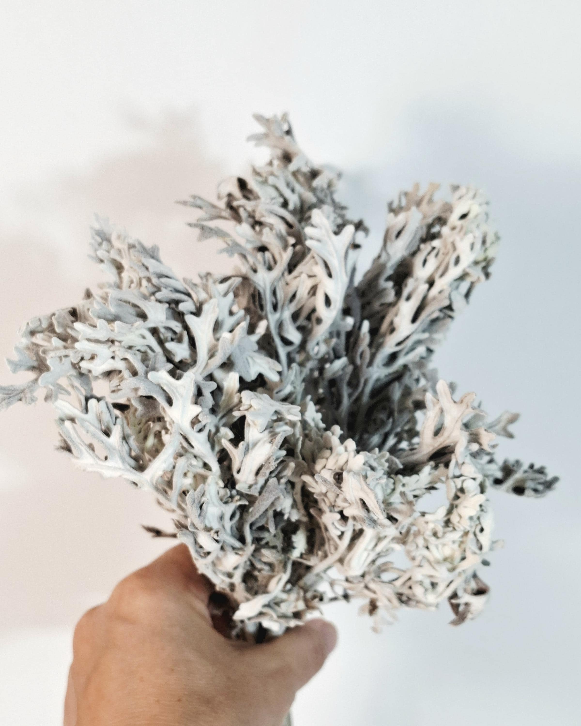 Stabilized Cineraria Stems | Silver Dusty Miller | Neutral Floral Supply | Florist Material