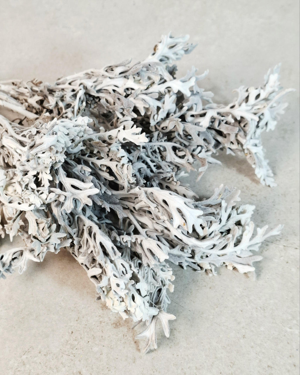 Stabilized Cineraria Stems | Silver Dusty Miller | Neutral Floral Supply | Florist Material