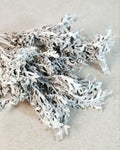 Stabilized Cineraria Stems | Silver Dusty Miller | Neutral Floral Supply | Florist Material