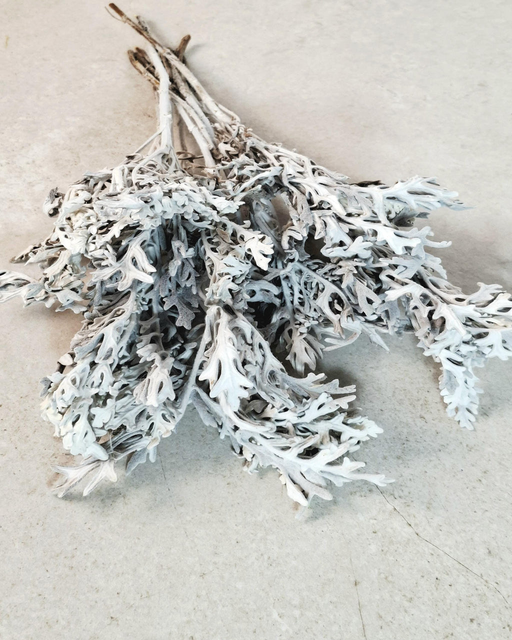 Stabilized Cineraria Stems | Silver Dusty Miller | Neutral Floral Supply | Florist Material