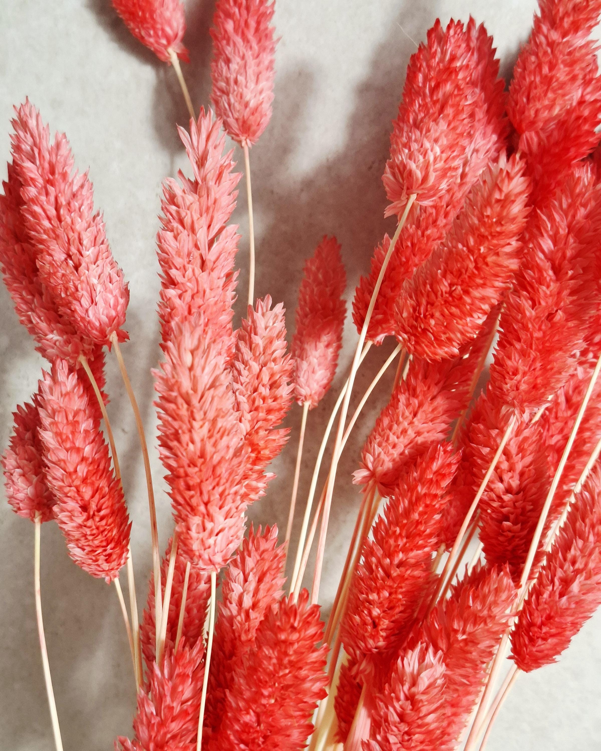Pink Red Dried Phalaris Stems | Bunny Tail Grass | Coral Dried Flowers | Floral Supply | Boho Decor | Wedding Craft Material