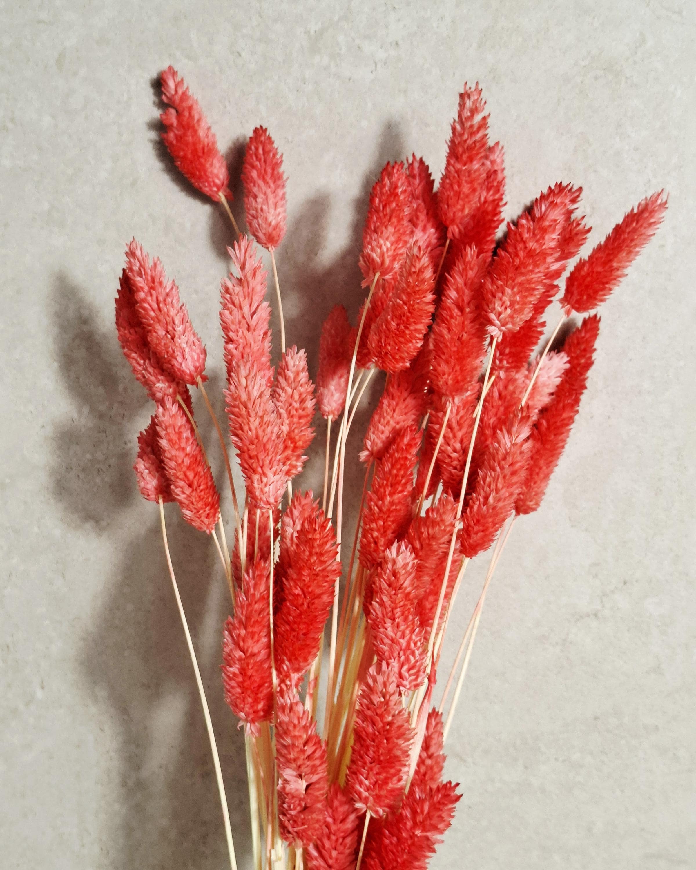 Pink Red Dried Phalaris Stems | Bunny Tail Grass | Coral Dried Flowers | Floral Supply | Boho Decor | Wedding Craft Material