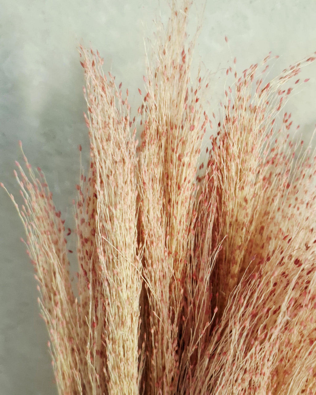 Pink Red Panicum Dried Grass Bouquet | Natural Airy Pampas Alternative | Wedding Home Decor Floral Stems.